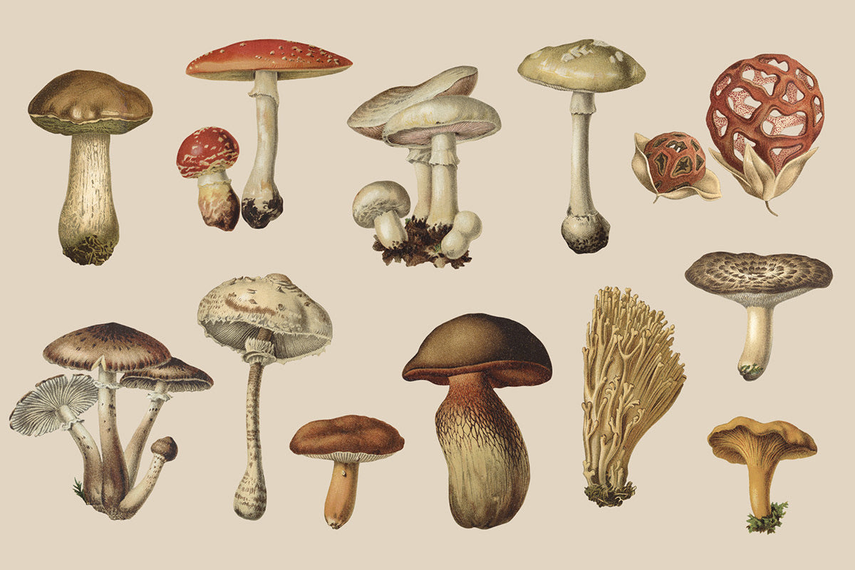 Vintage Mushrooms