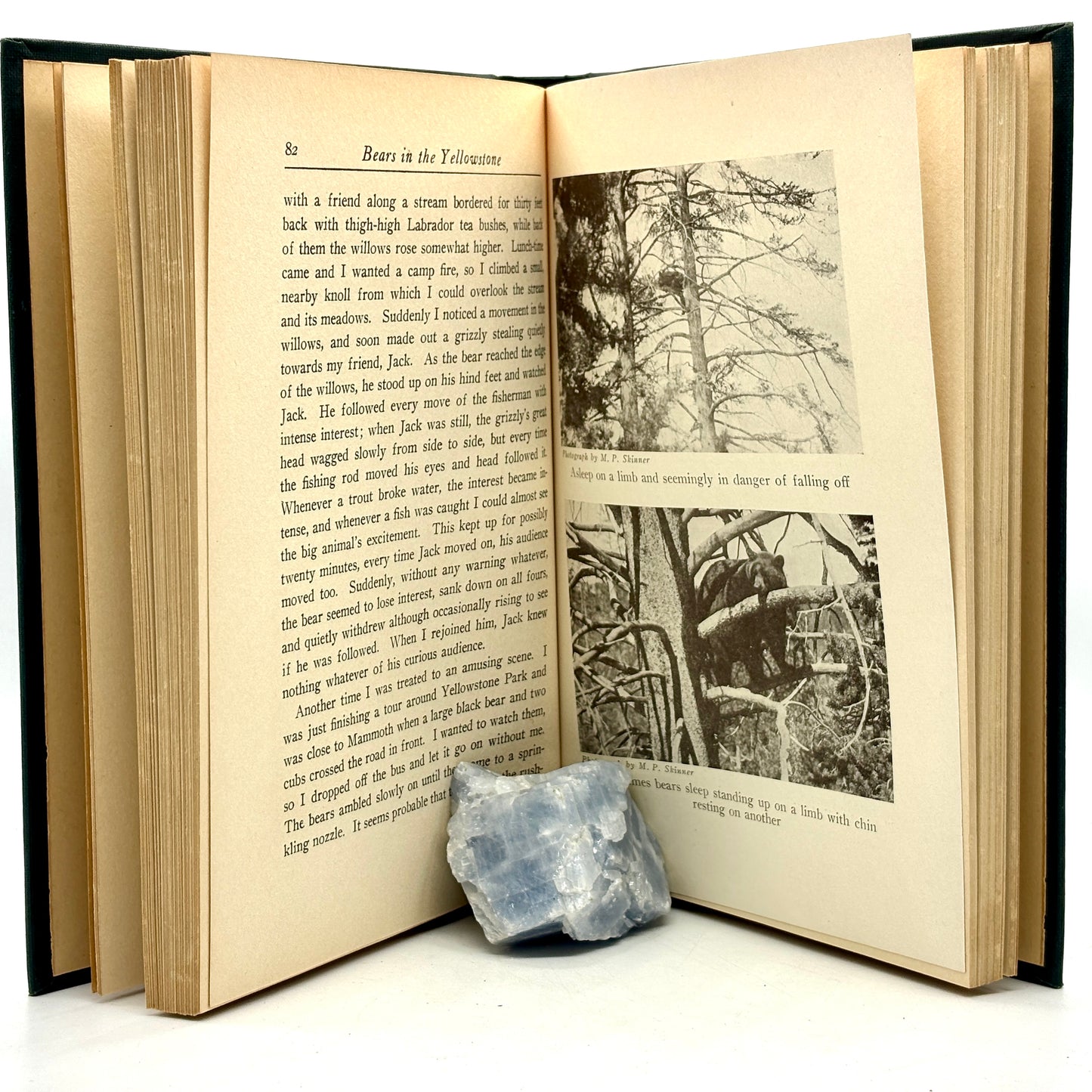 SKINNER, M. P. “Bears in the Yellowstone” [A. C. McClurg & Co., 1925] Signed
