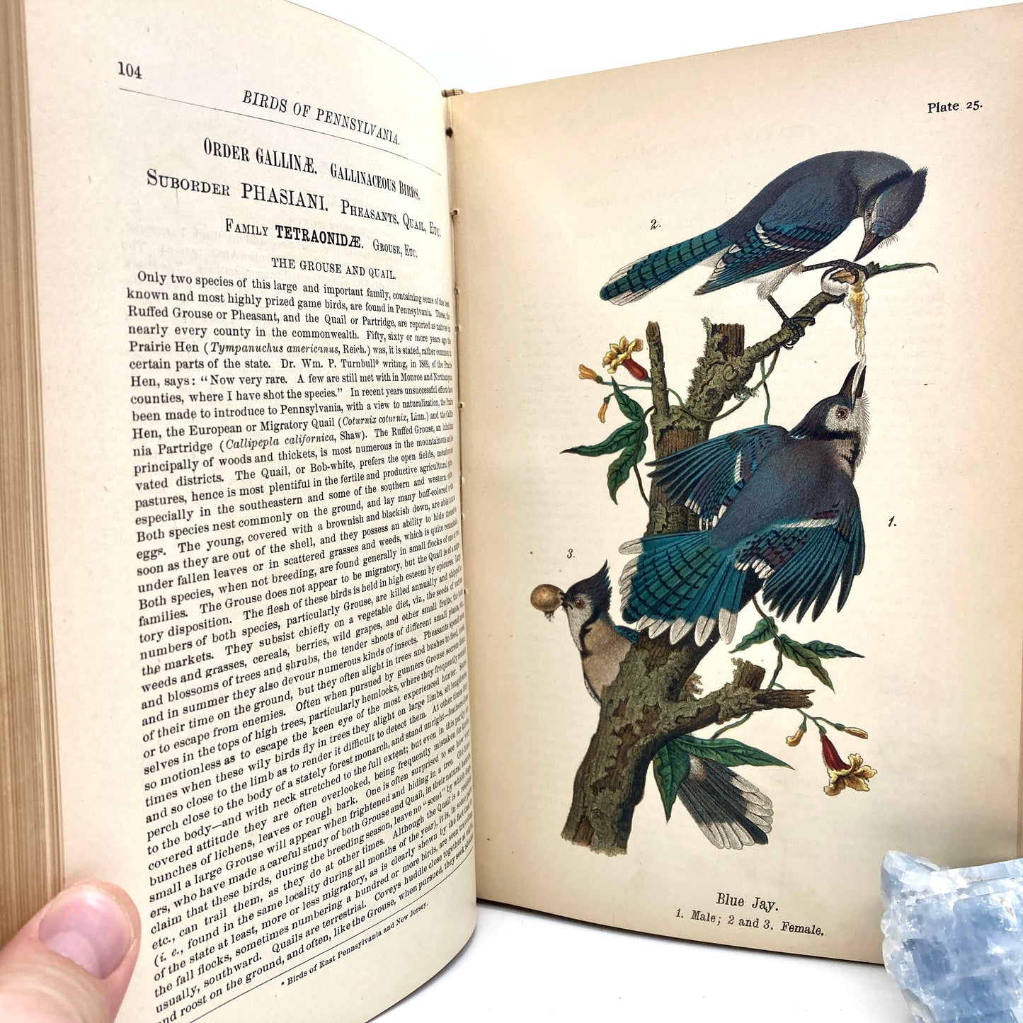 WARREN, B.H. "Report on the Birds of Pennsylvania" [E.K. Myers, 1890]