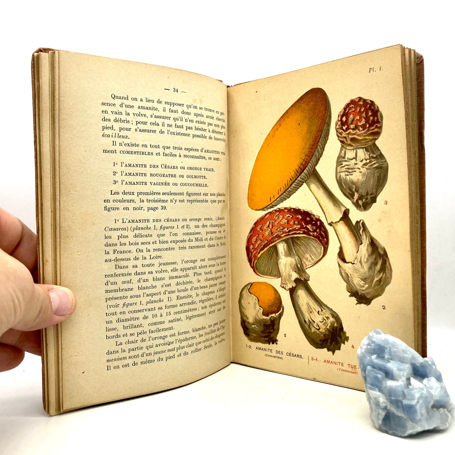 DE LA ROCQUE, A. "Les Champignons Comestibles et Veneneux" [Nodot, c1890] - Buzz Bookstore