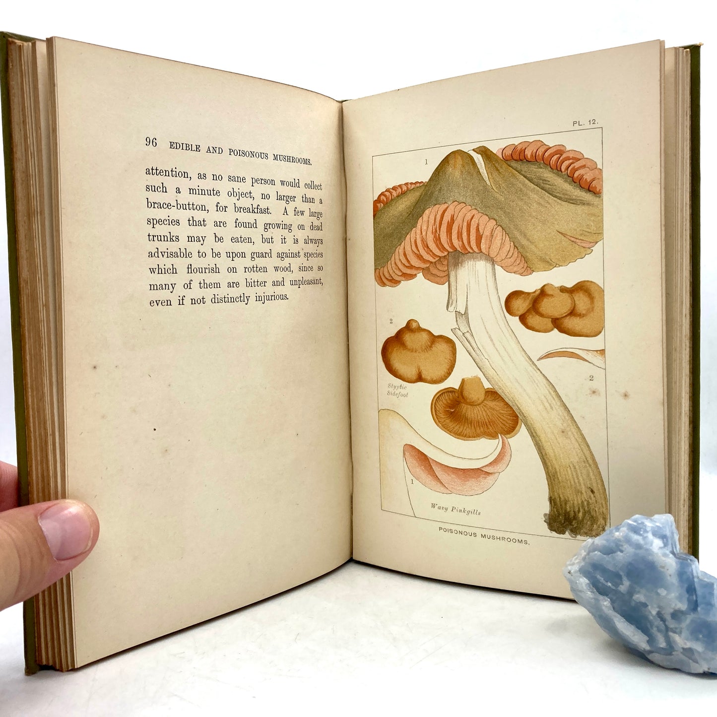 COOKE, M.C. "Edible & Poisonous Mushrooms" [Society for Promoting Christian Knowledge, 1894]