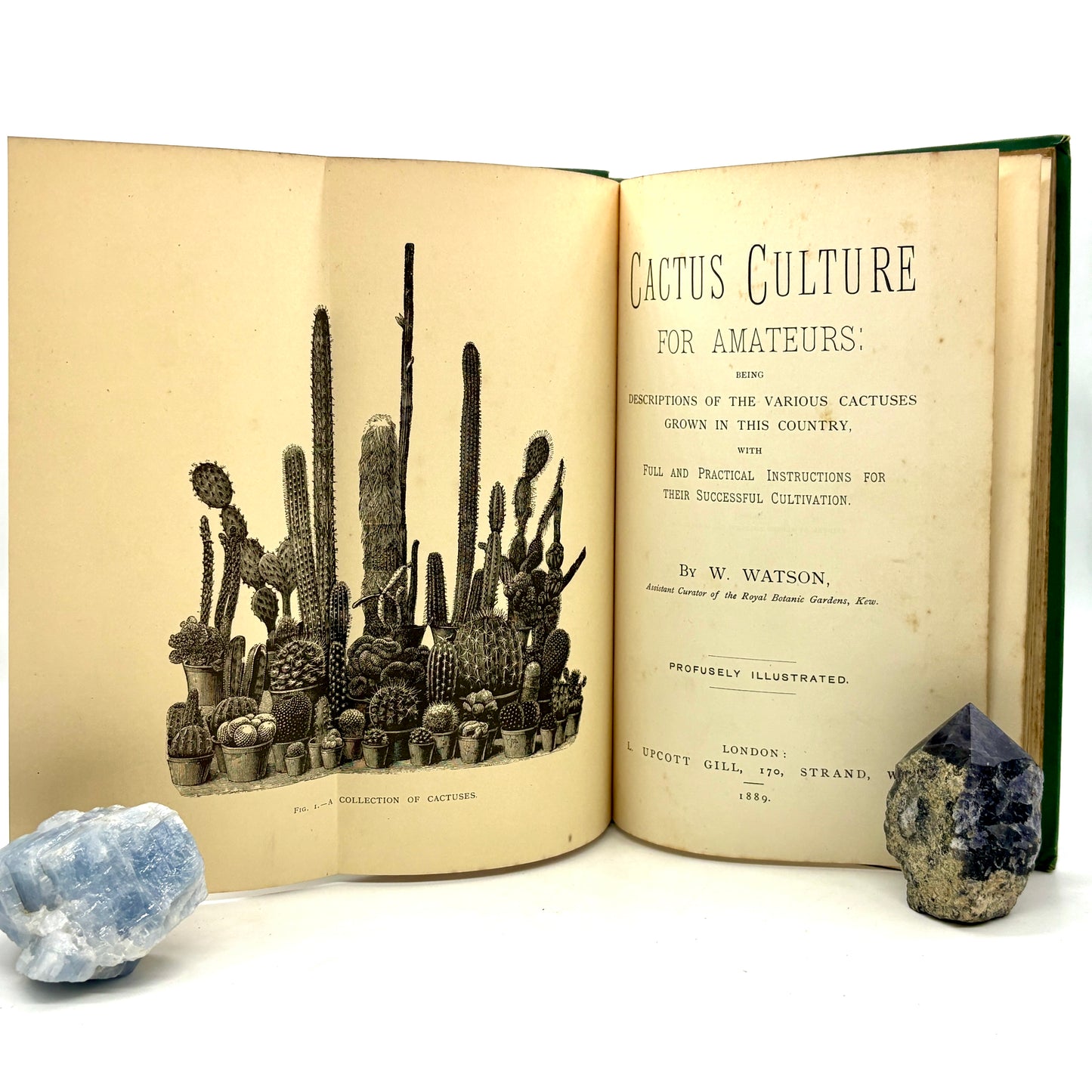 WATSON, William "Cactus Culture for Amateurs" [L. Upcott Gill, 1889]