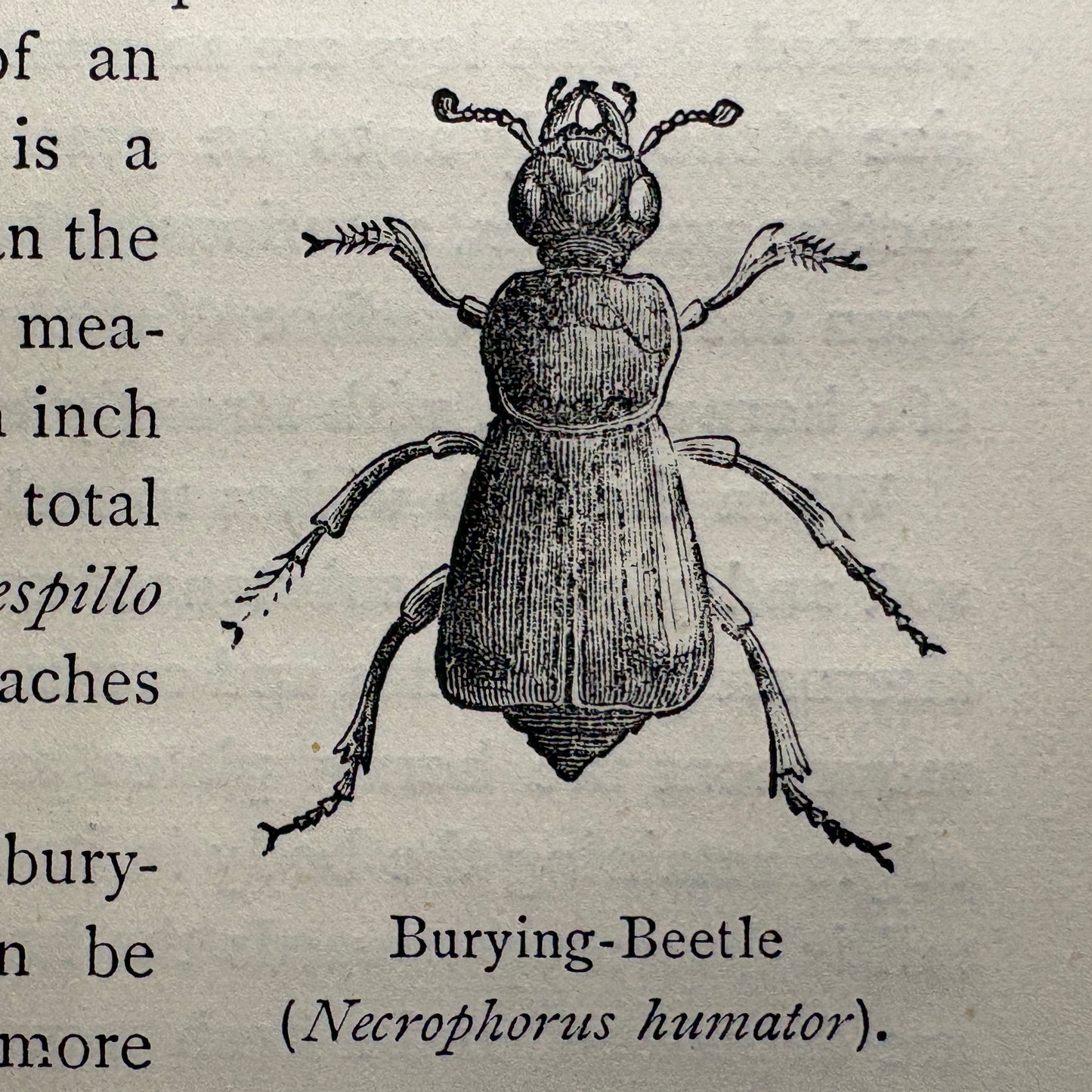 WOOD, Theodore “Our Insect Allies" & "Our Insect Enemies” [1884–1885]