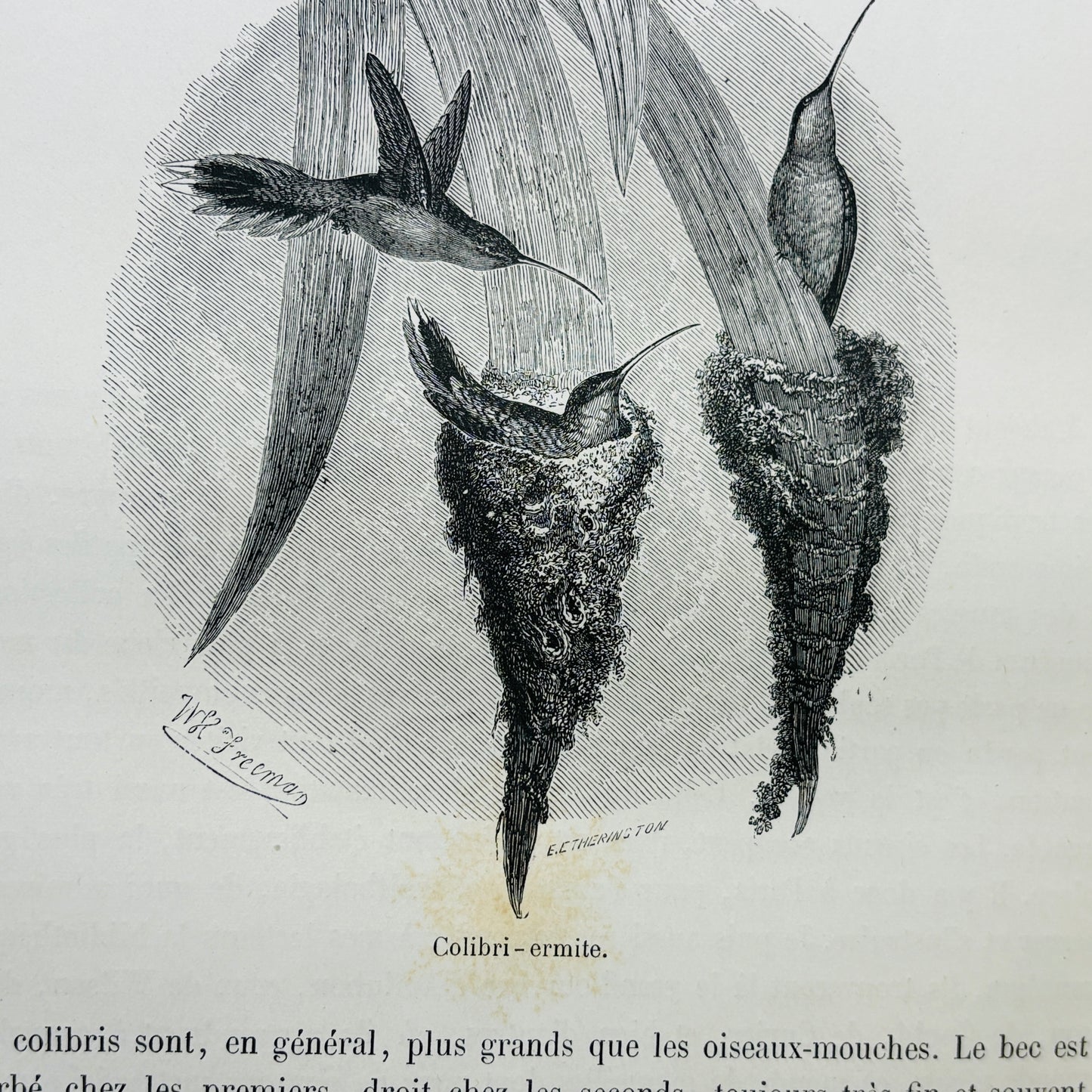 MANGIN, Arthur "L’Air et le monde aérien" [Alfred Mame et Fils, 1885]