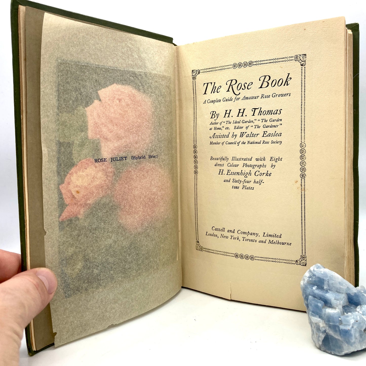 THOMAS, H.H. "The Rose Book" [Cassell and Company, 1916]