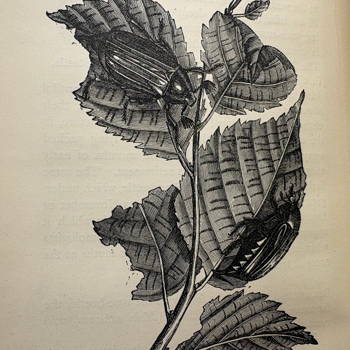 WOOD, Theodore “Our Insect Allies" & "Our Insect Enemies” [1884–1885]