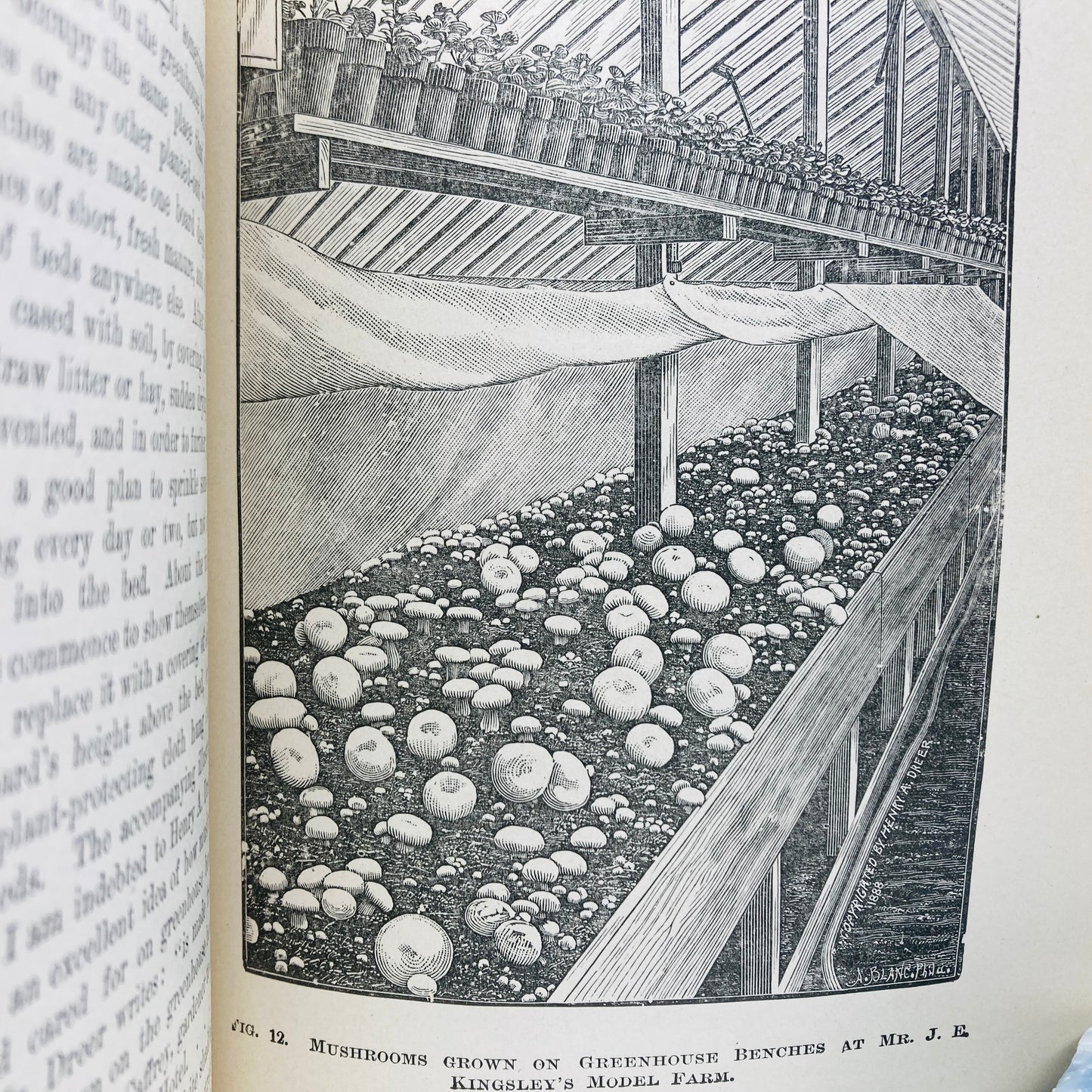 FALCONER, William “Mushrooms, How to Grow Them, a Treatise" [Orange Judd, 1905]