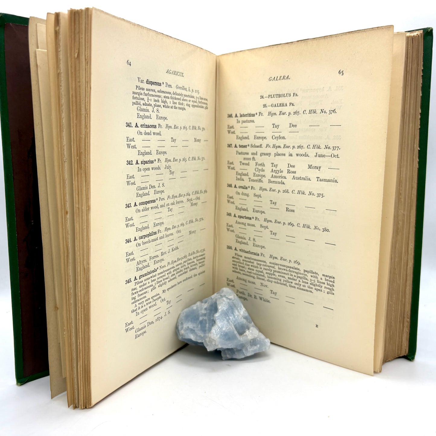 STEVENSON, Rev. John "Mycologia Scotica" [Cryptogamic Society of Scotland, 1879]