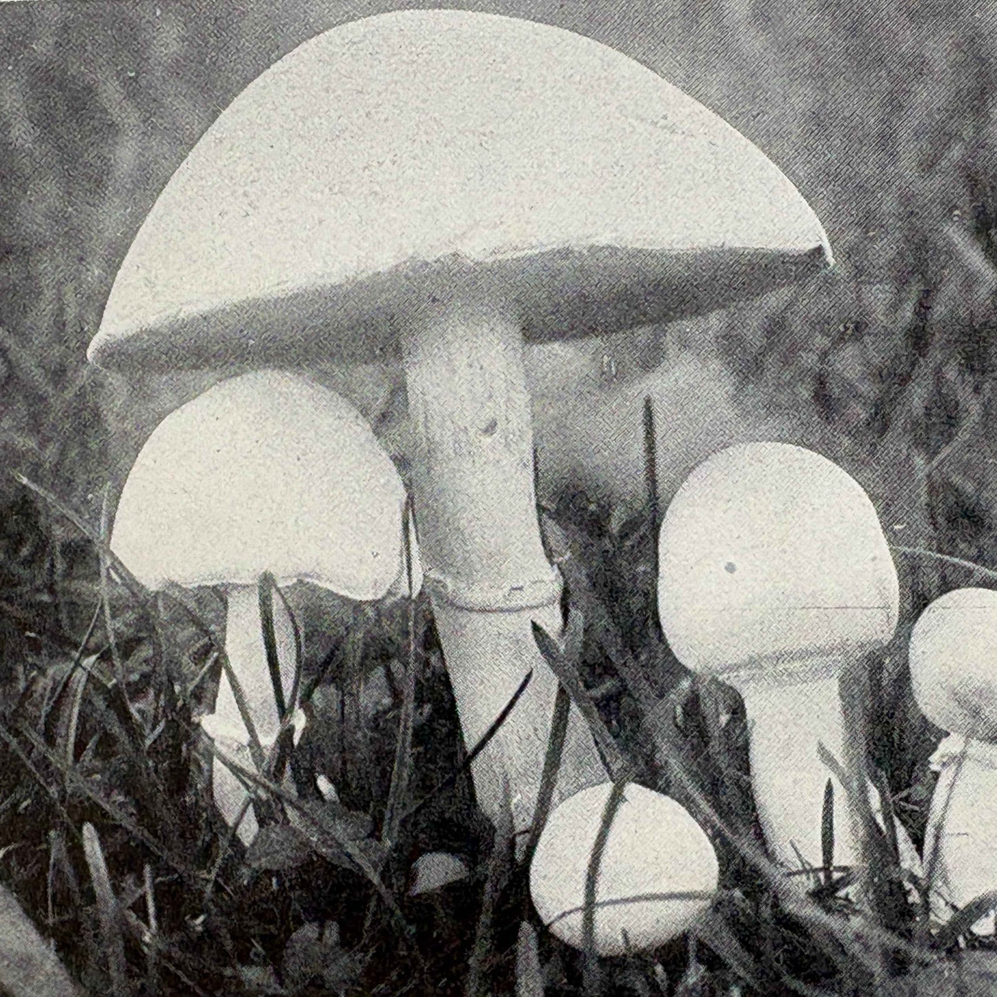 STYER, J. Franklin “Modern Mushroom Culture” [Edw. H. Jacob, Inc., 1933]