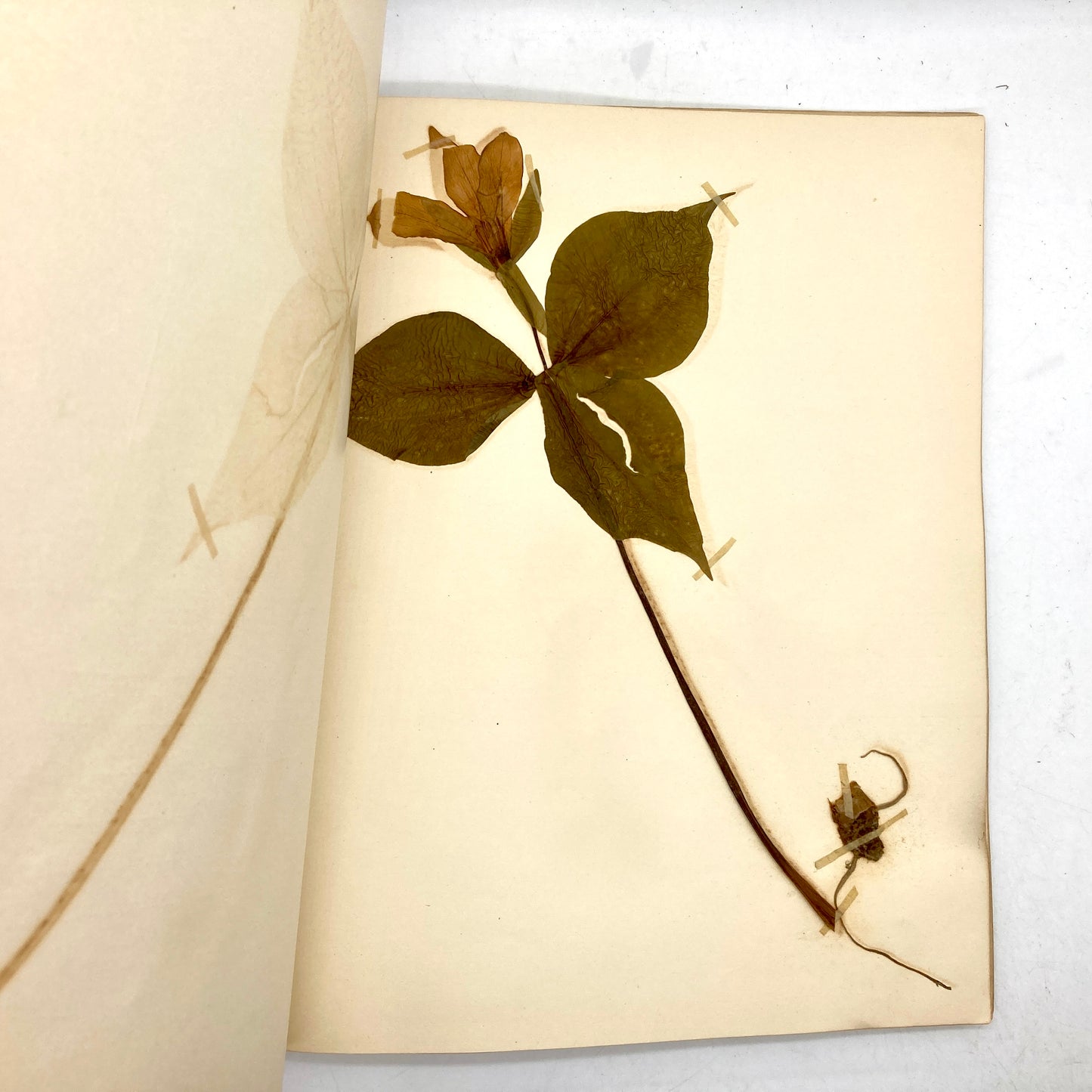 "Herbarium and Plant Analysis" [Western Publishing, May 1909] - 12 Samples