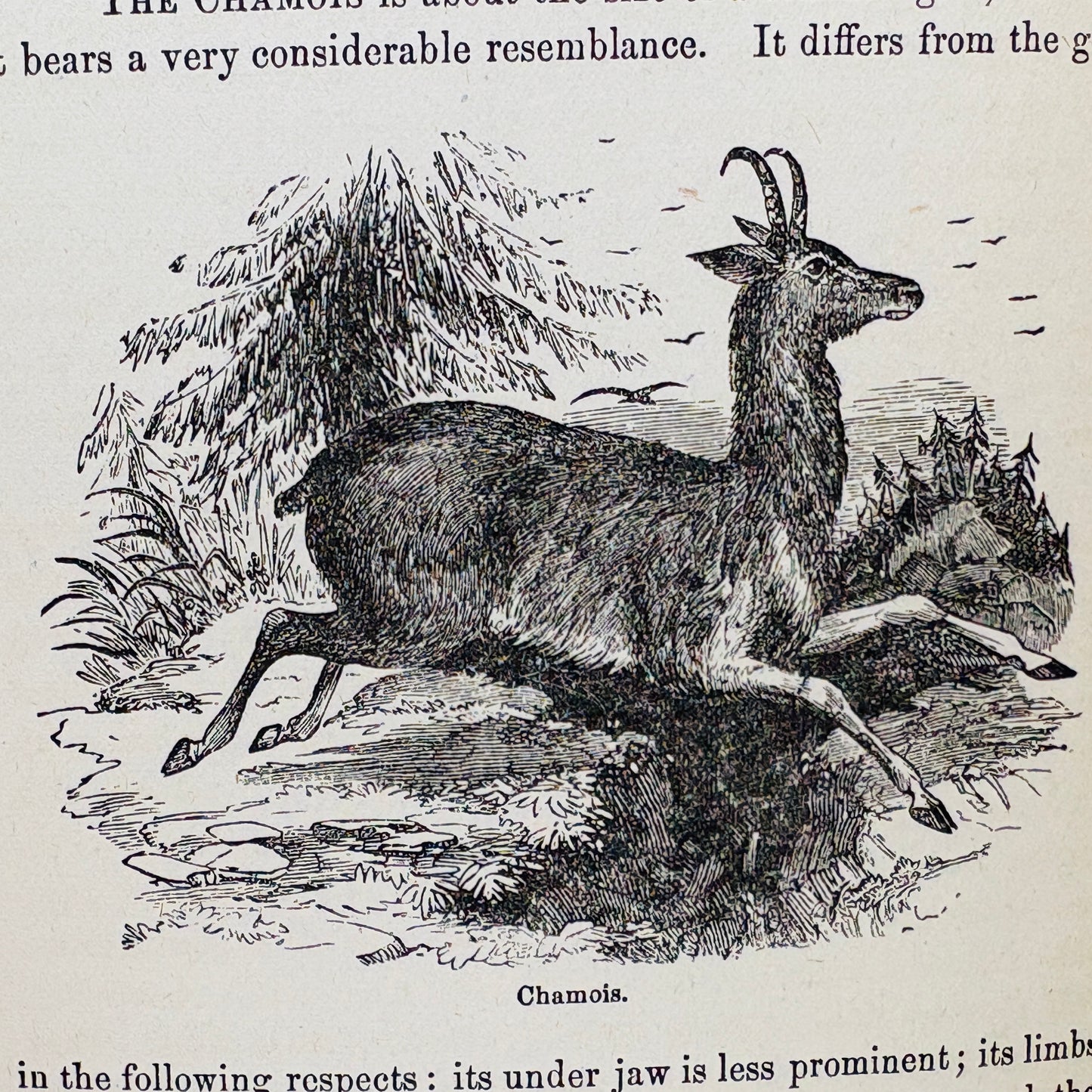 WOOD, Rev. J.G. "Illustrated Natural History" [Crawford & Co, 1883]