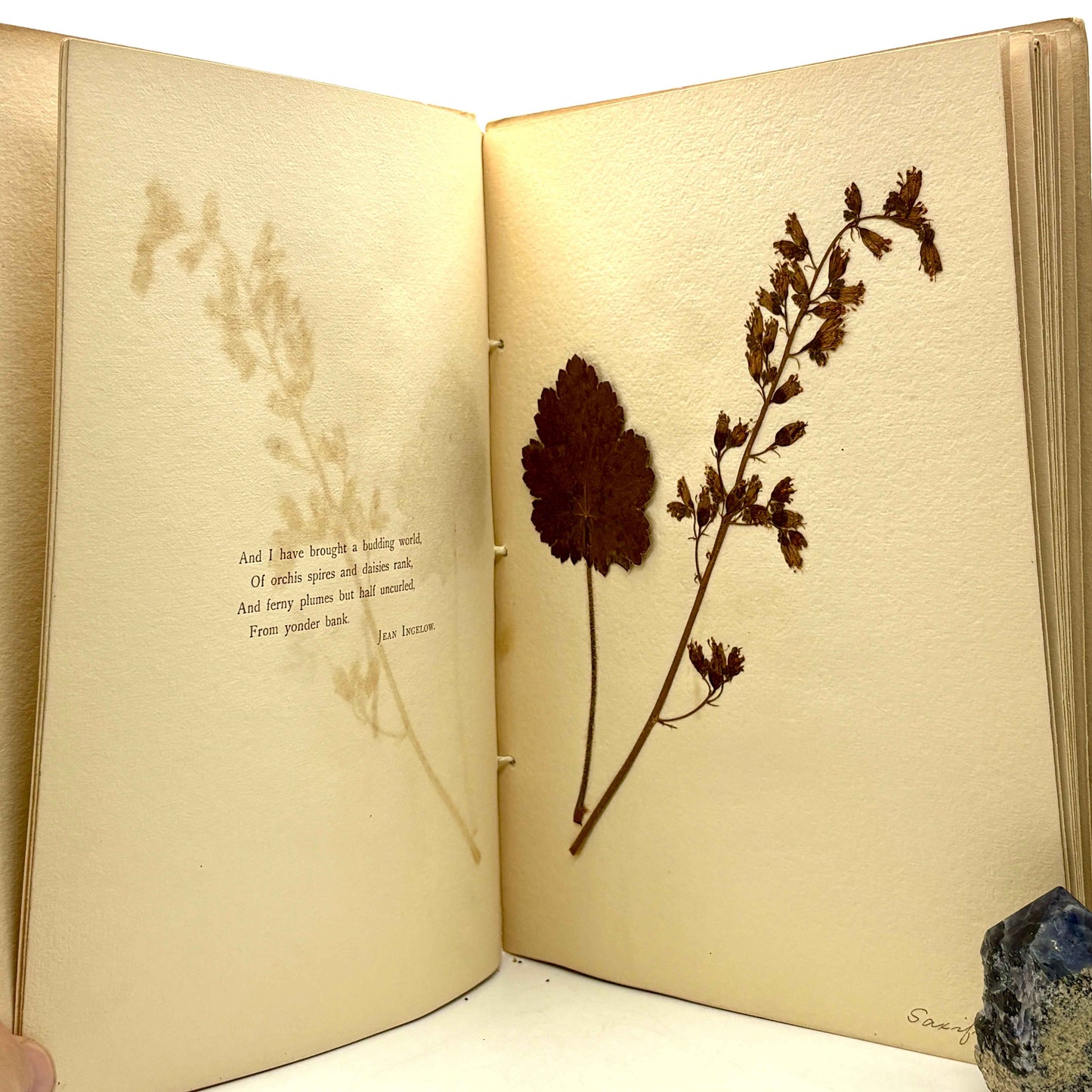 PRICE, Ruth A. "Nebraska Wild Flowers" [Fairbury, NE, 1898] Herbarium