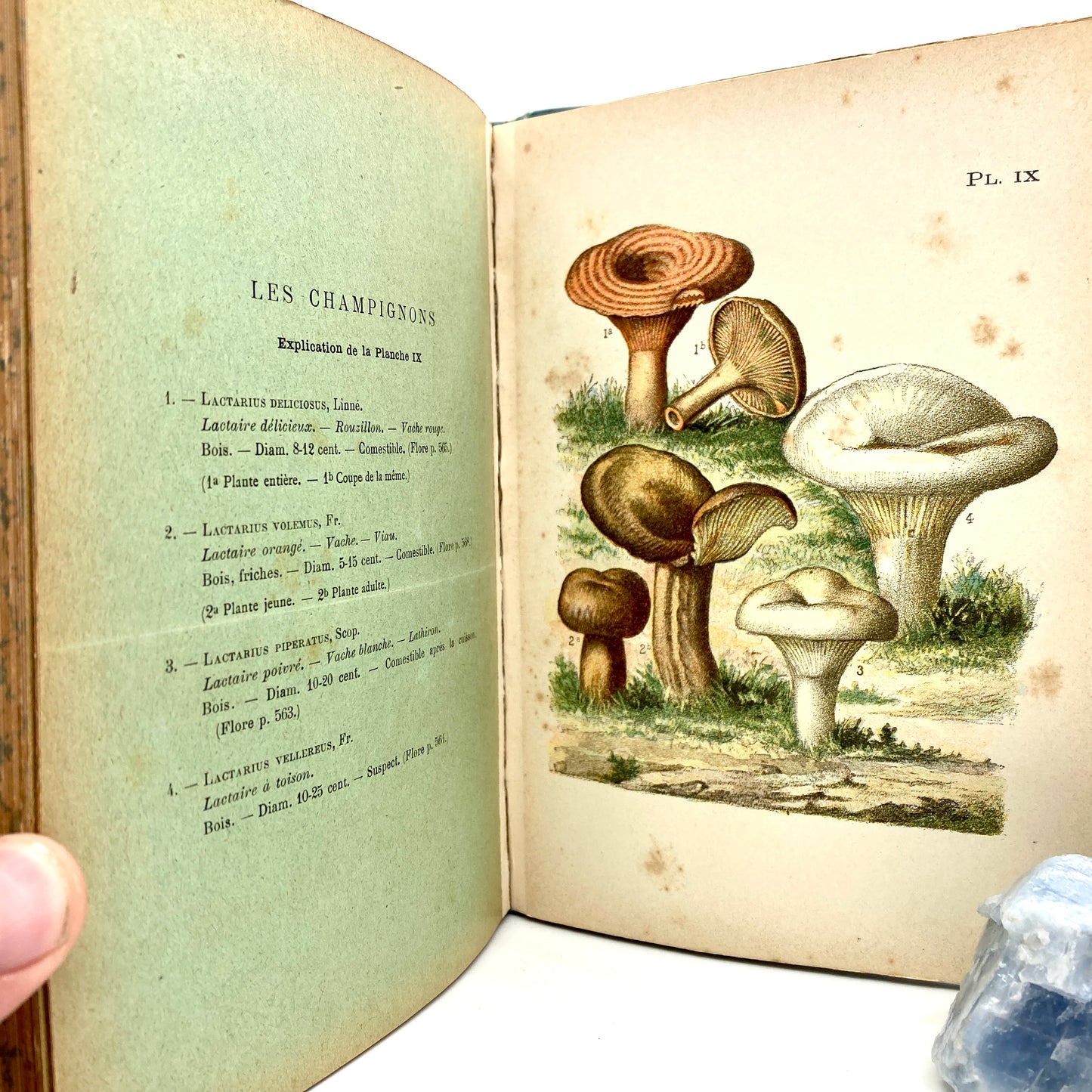 MOYEN, J. "Les Champignons, Traité Élémentaire de Mycologie" [J. Rothschild, n.d./c1888]