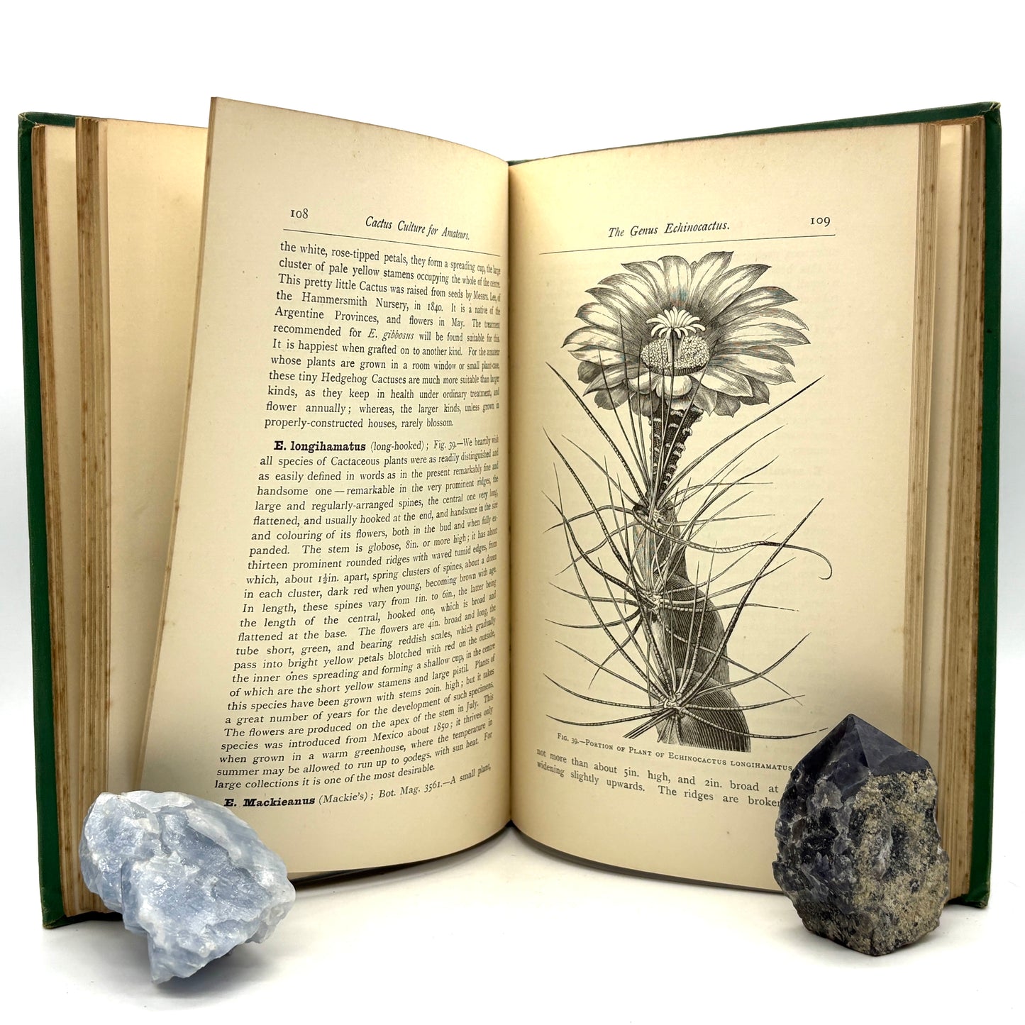 WATSON, William "Cactus Culture for Amateurs" [L. Upcott Gill, 1889]