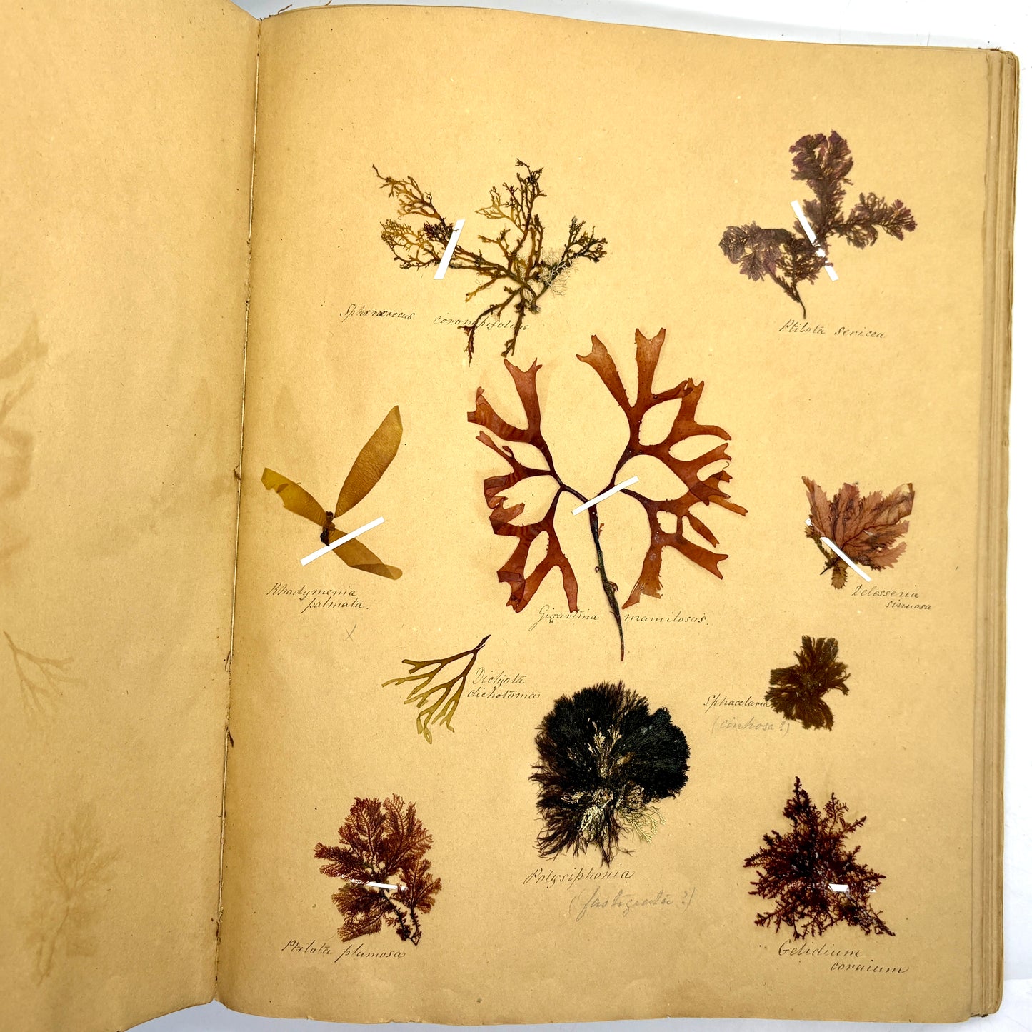 [ANONYMOUS] “Victorian Phycological Herbarium Album” [c.1853–1855] Seaweed