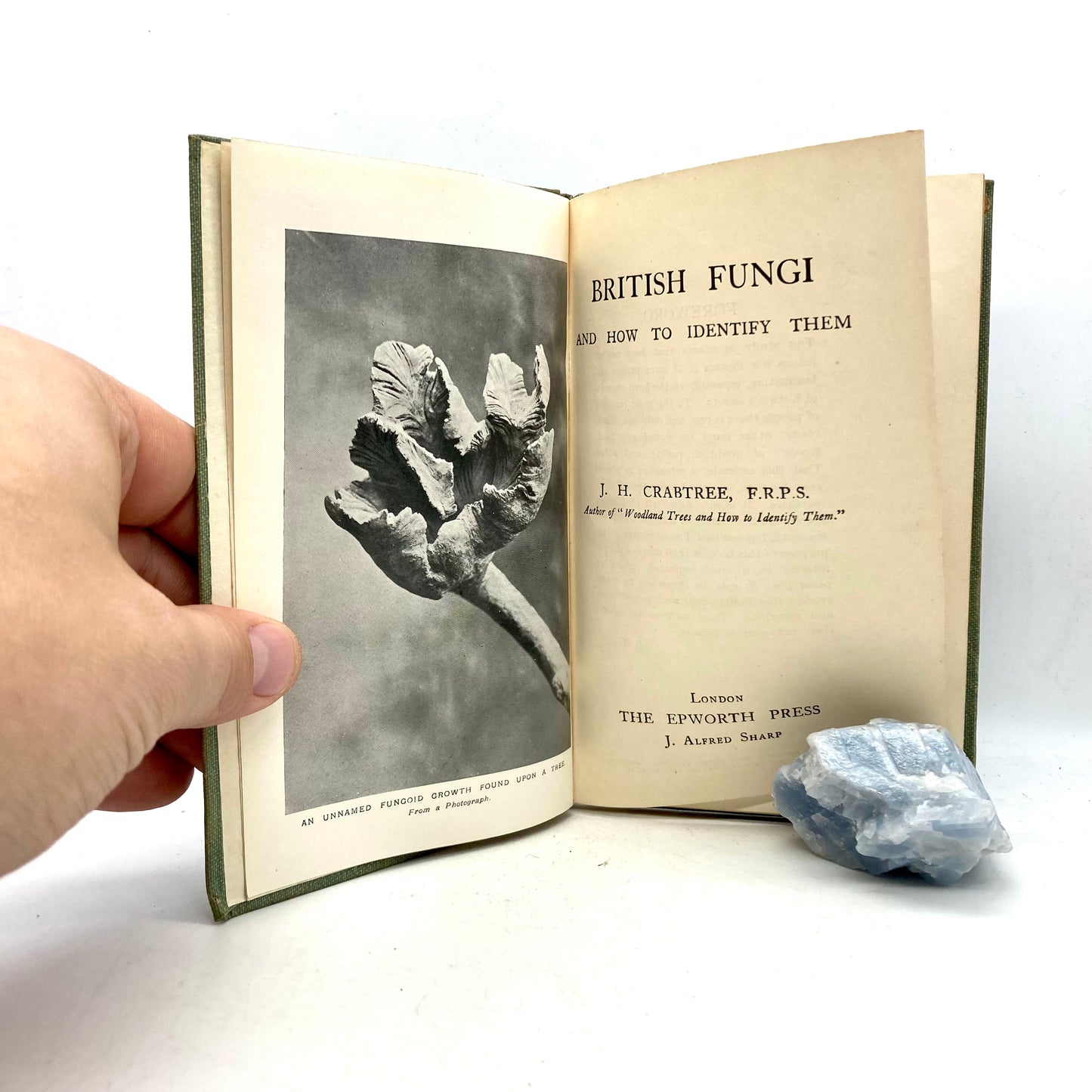 CRABTREE, J.H. "British Fungi and How to Identify Them" [The Epworth Press, c1916] - Buzz Bookstore