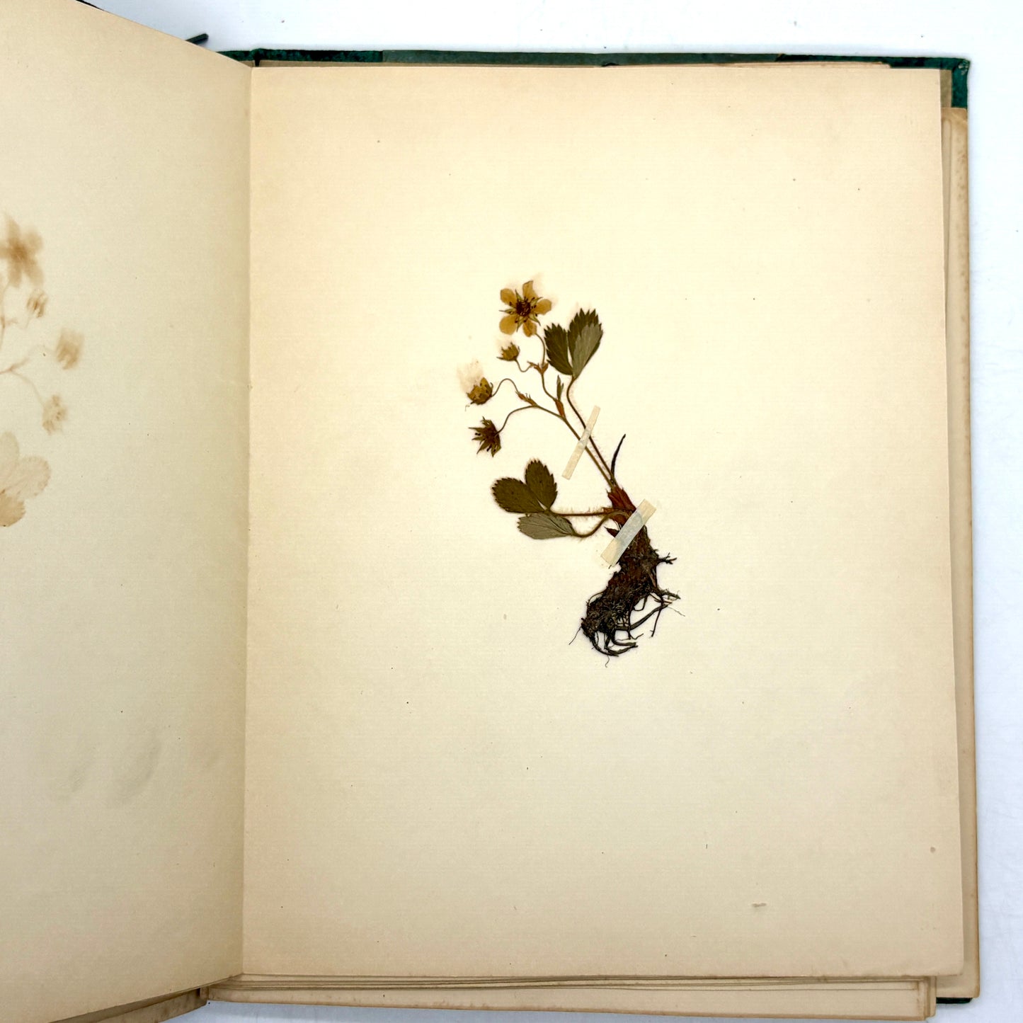 [Massachusetts] Anonymous "Herbarium and Plant Descriptions" [Allyn and Bacon, c1895]