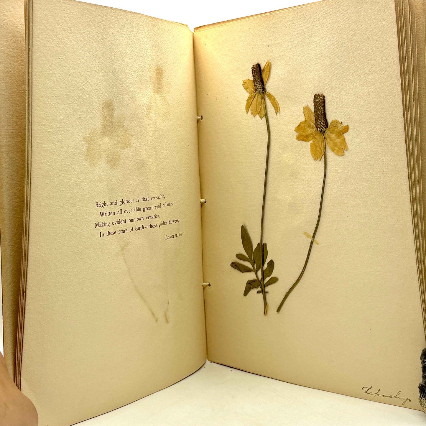 PRICE, Ruth A. "Nebraska Wild Flowers" [Fairbury, NE, 1898] Herbarium