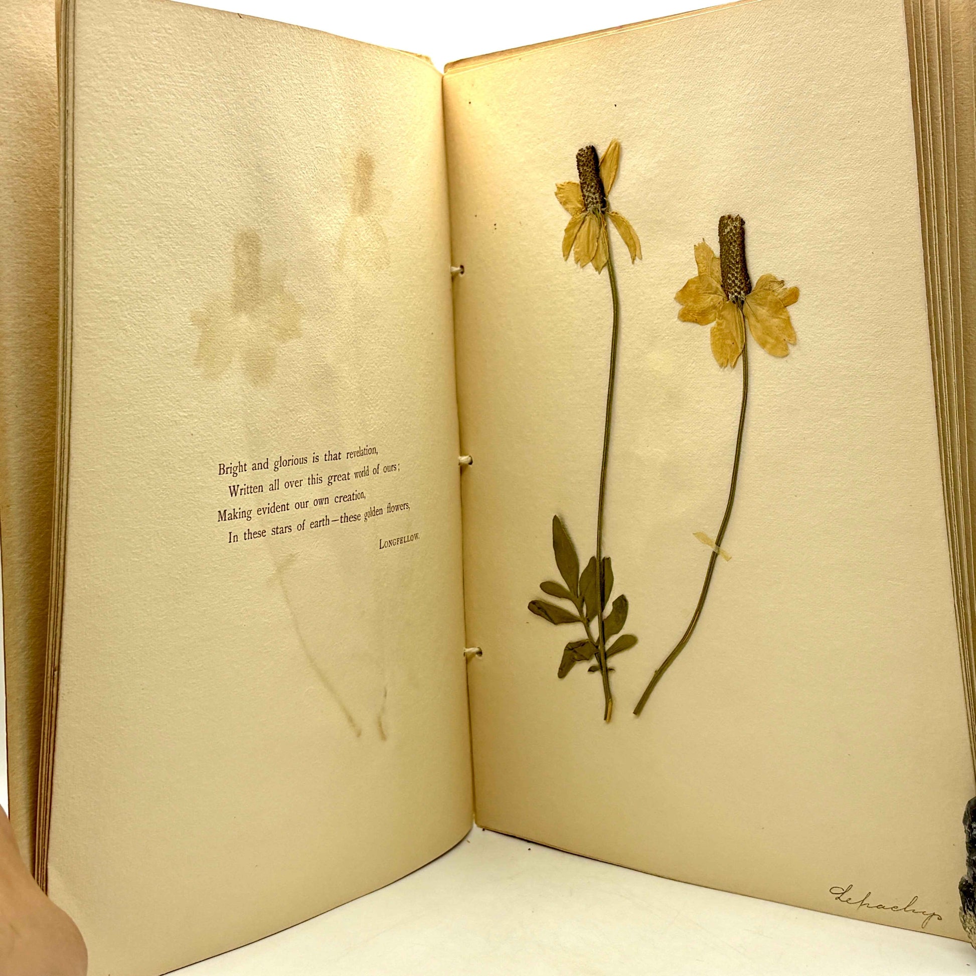 PRICE, Ruth A. "Nebraska Wild Flowers" [Fairbury, NE, 1898] Herbarium