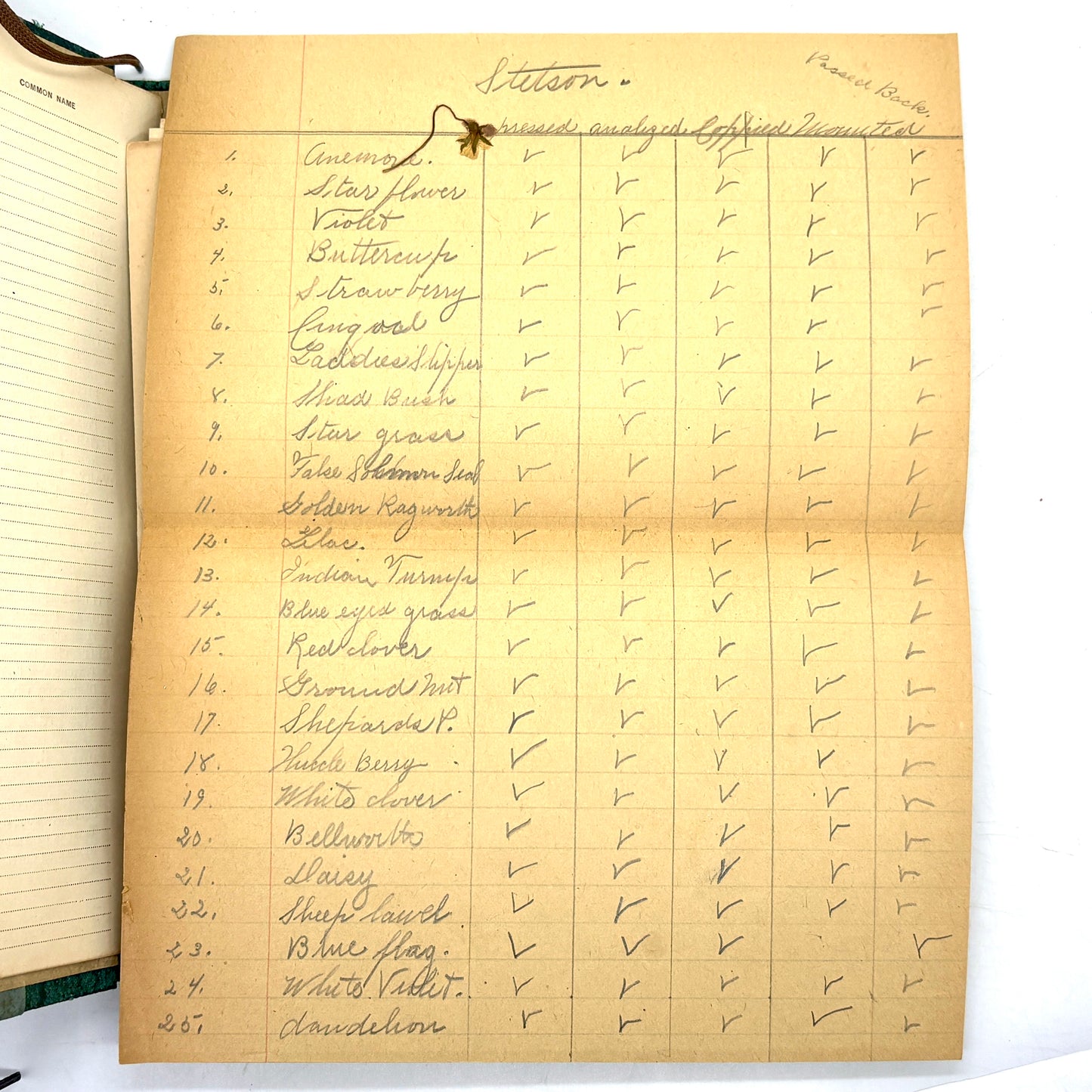 [Massachusetts] Anonymous "Herbarium and Plant Descriptions" [Allyn and Bacon, c1895]