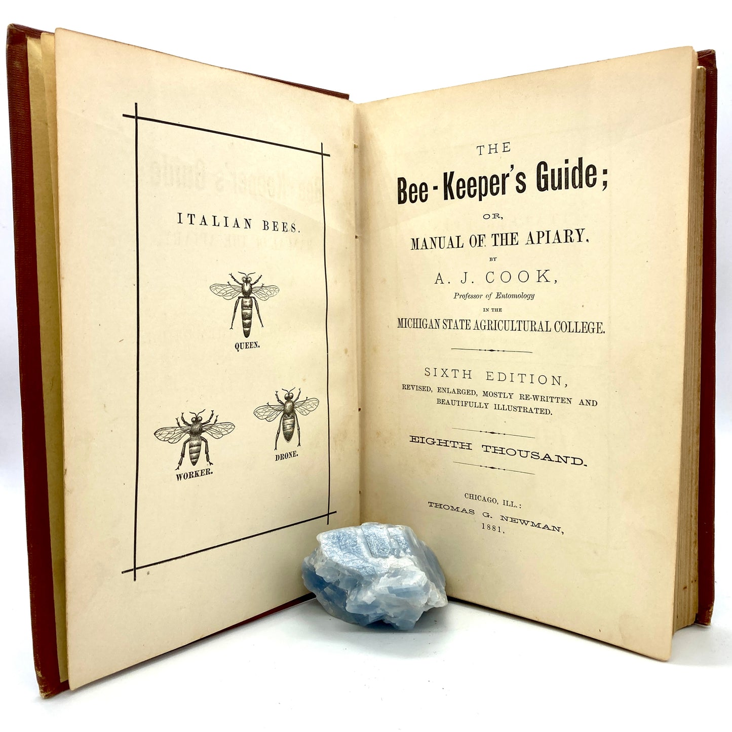 COOK, A.J. "The Bee-Keepers Guide" [Thomas G. Newman, 1881]