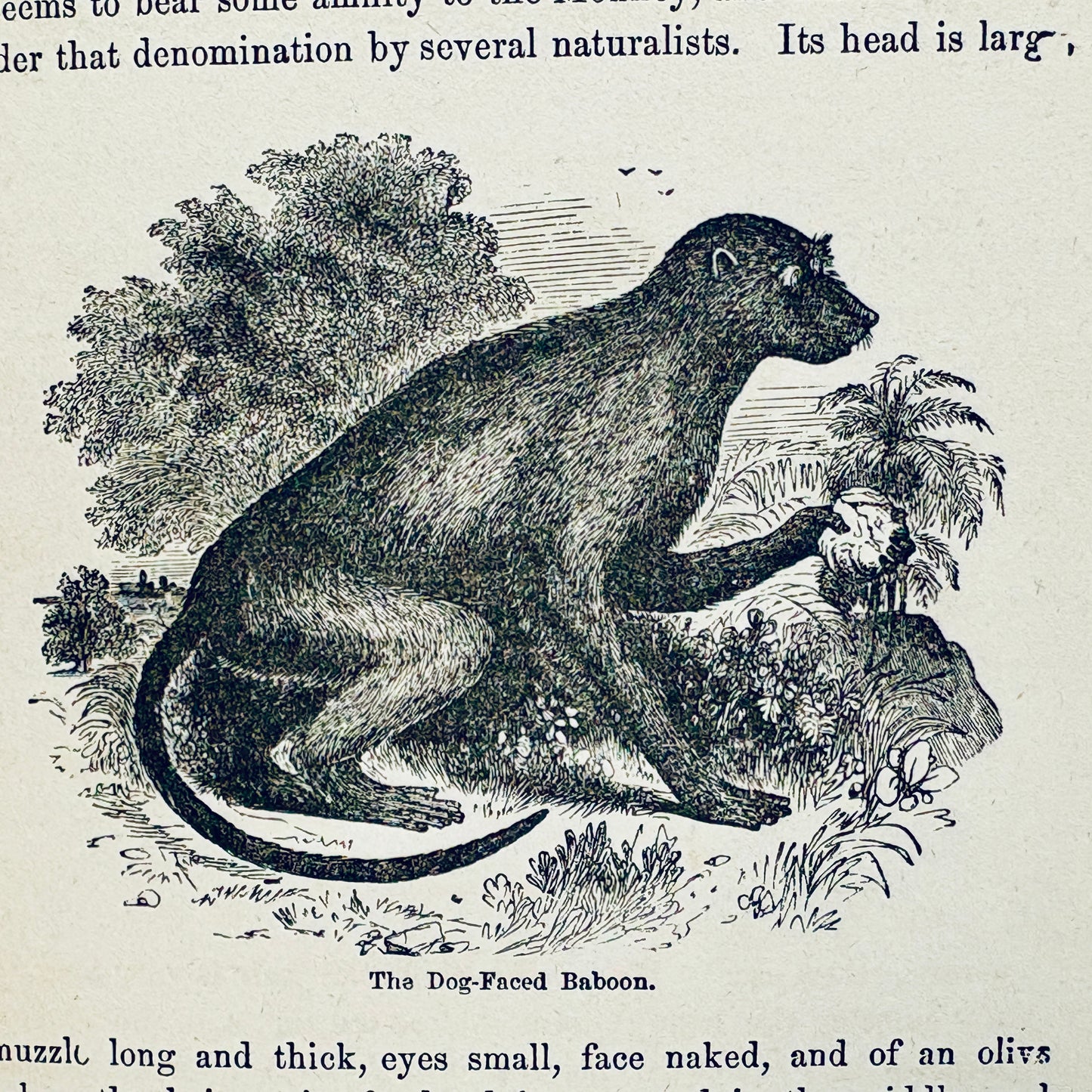 WOOD, Rev. J.G. "Illustrated Natural History" [Crawford & Co, 1883]