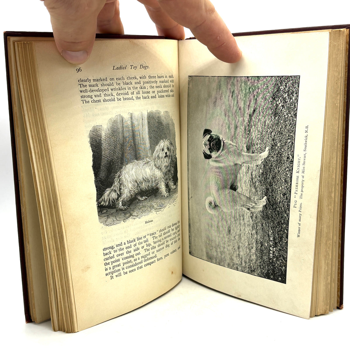 Stonehenge “The Dog” [Frederick Warne & Co., c1896] Revised Edition