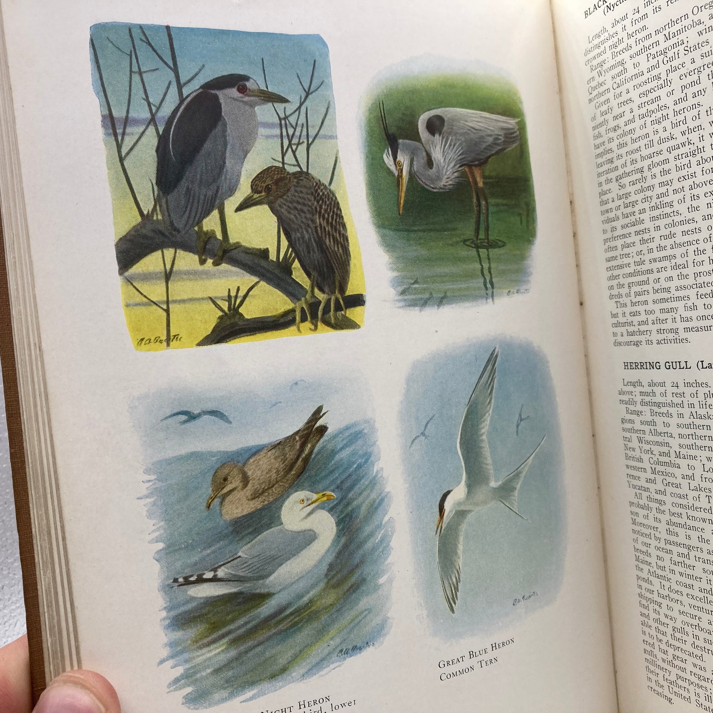 HENSHAW, Henry W. "The Book of Birds" [National Geographic Society, 1921]