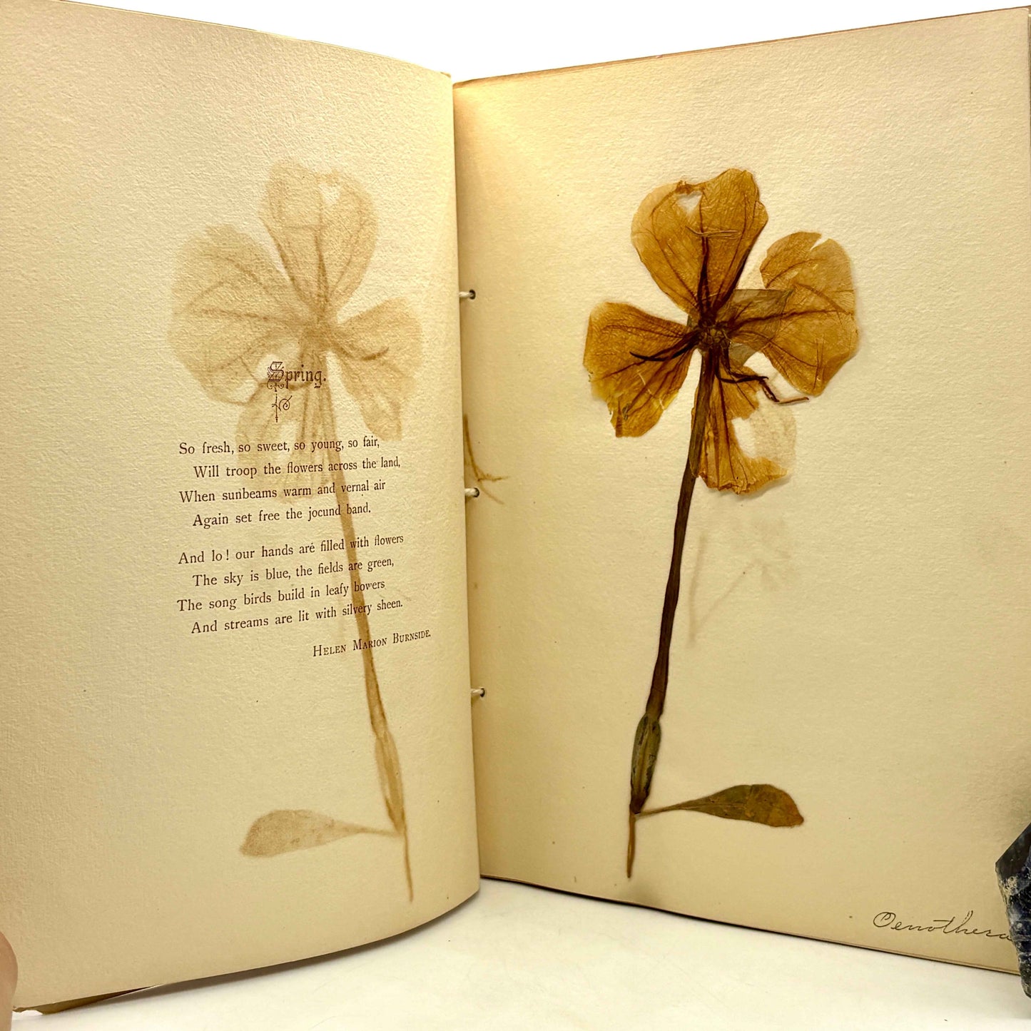 PRICE, Ruth A. "Nebraska Wild Flowers" [Fairbury, NE, 1898] Herbarium
