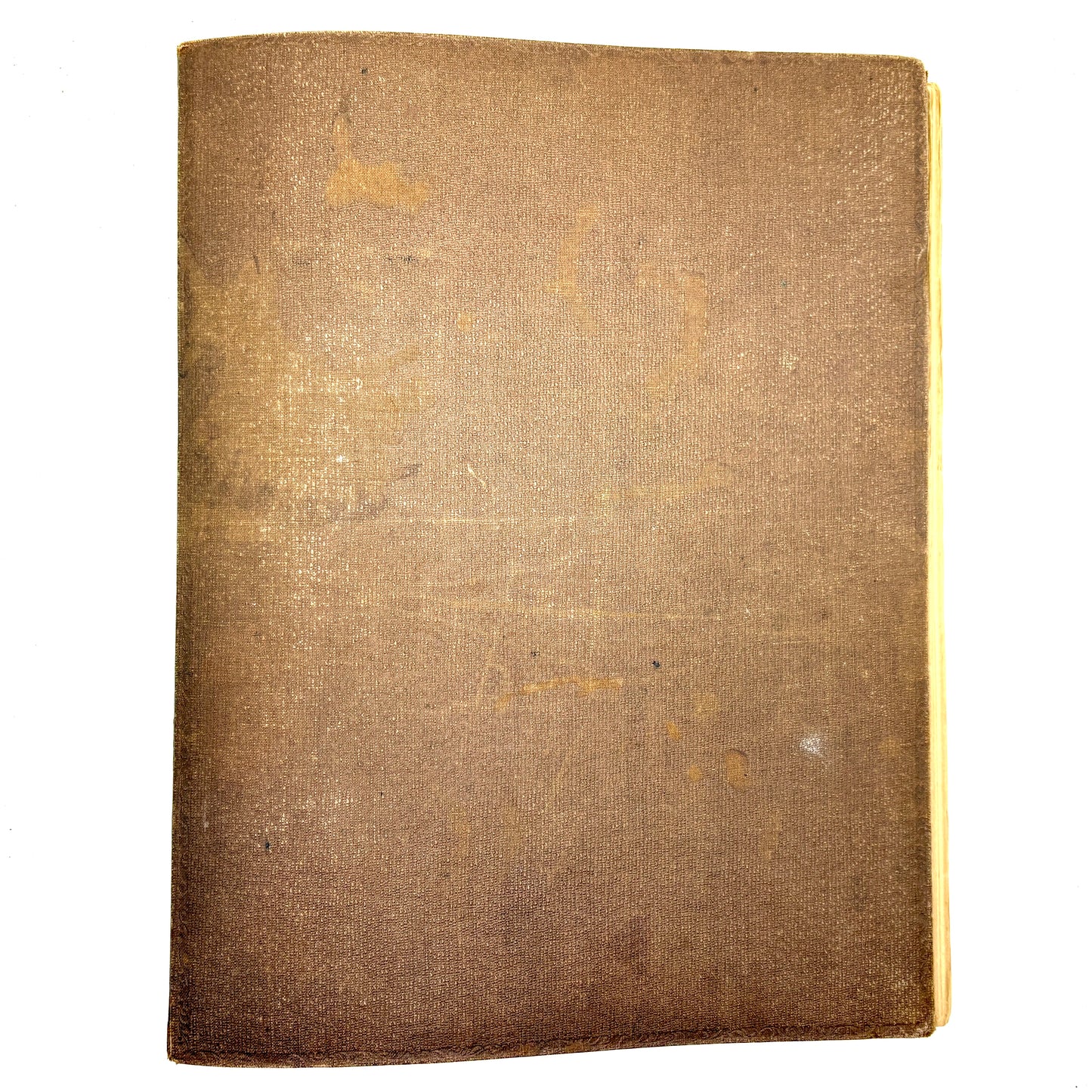 [ANONYMOUS] “Victorian Phycological Herbarium Album” [c.1853–1855] Seaweed