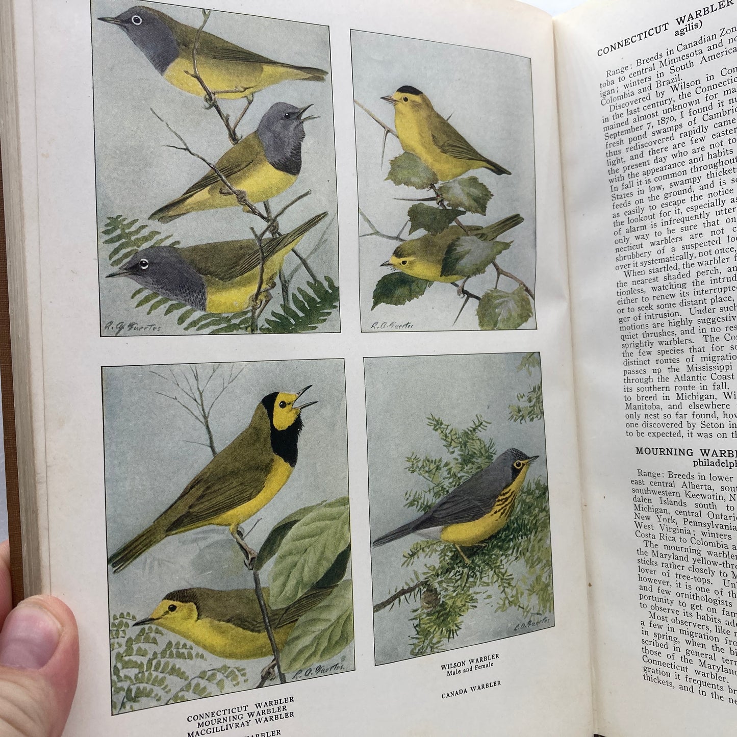 HENSHAW, Henry W. "The Book of Birds" [National Geographic Society, 1921]