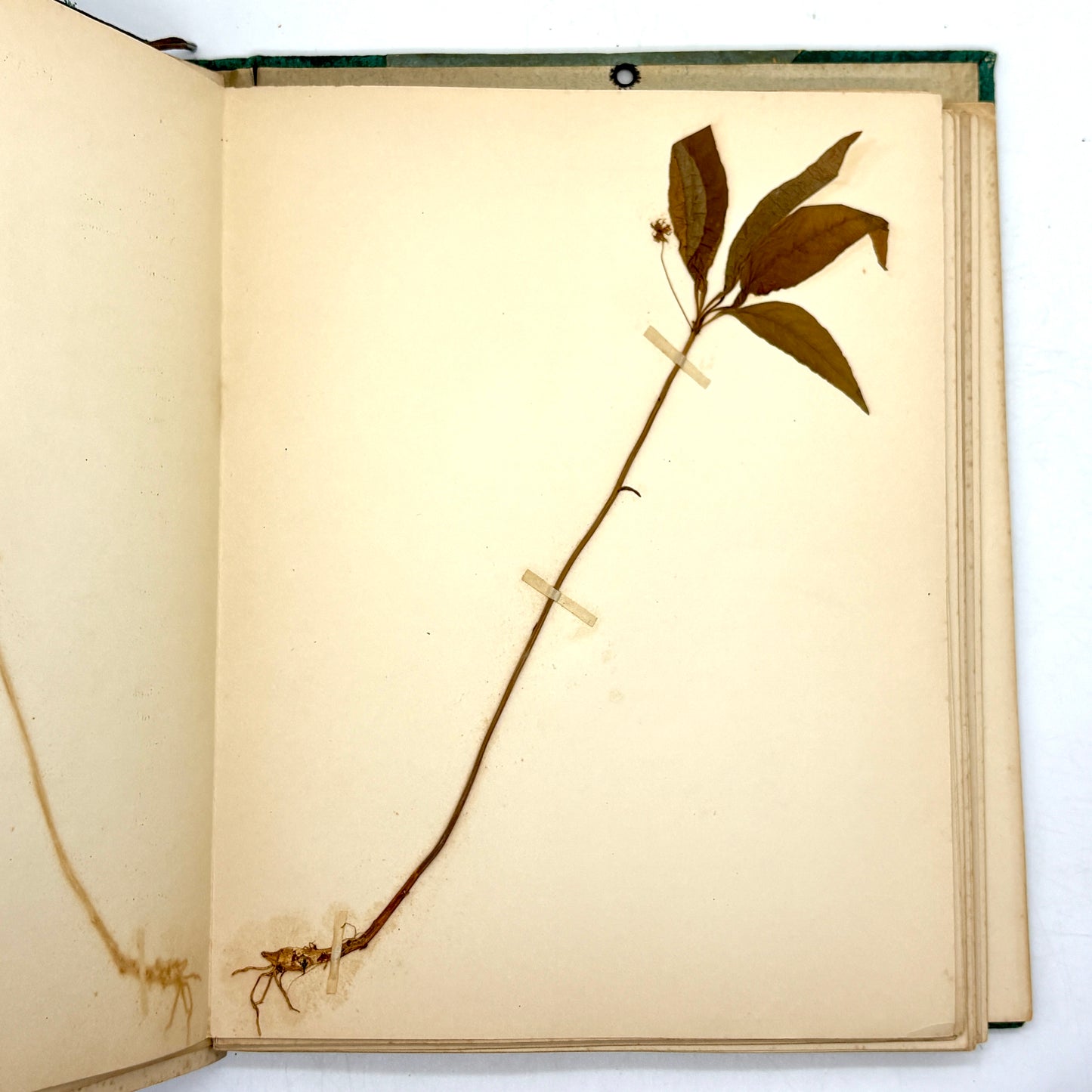 [Massachusetts] Anonymous "Herbarium and Plant Descriptions" [Allyn and Bacon, c1895]
