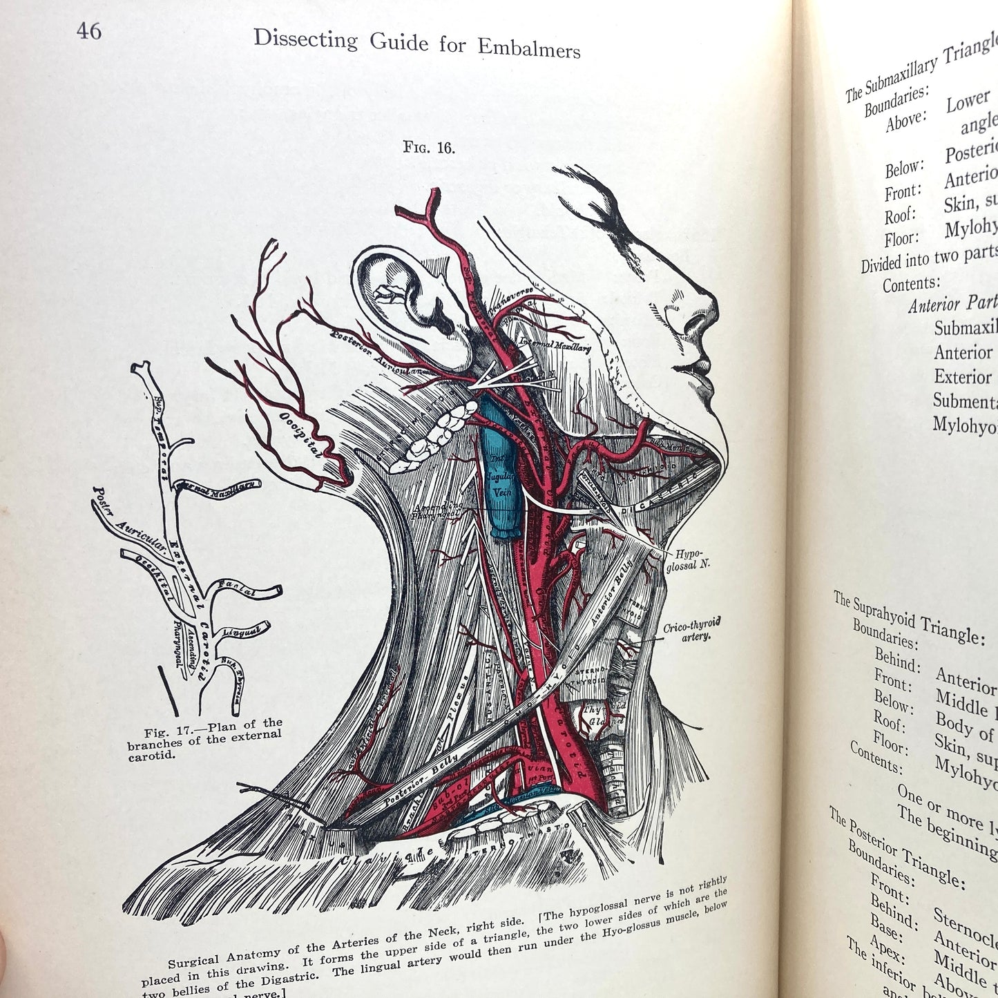 DHONAU, Charles O. "Dissecting Guide for Embalmers" [The Embalming Book Co, 1931]