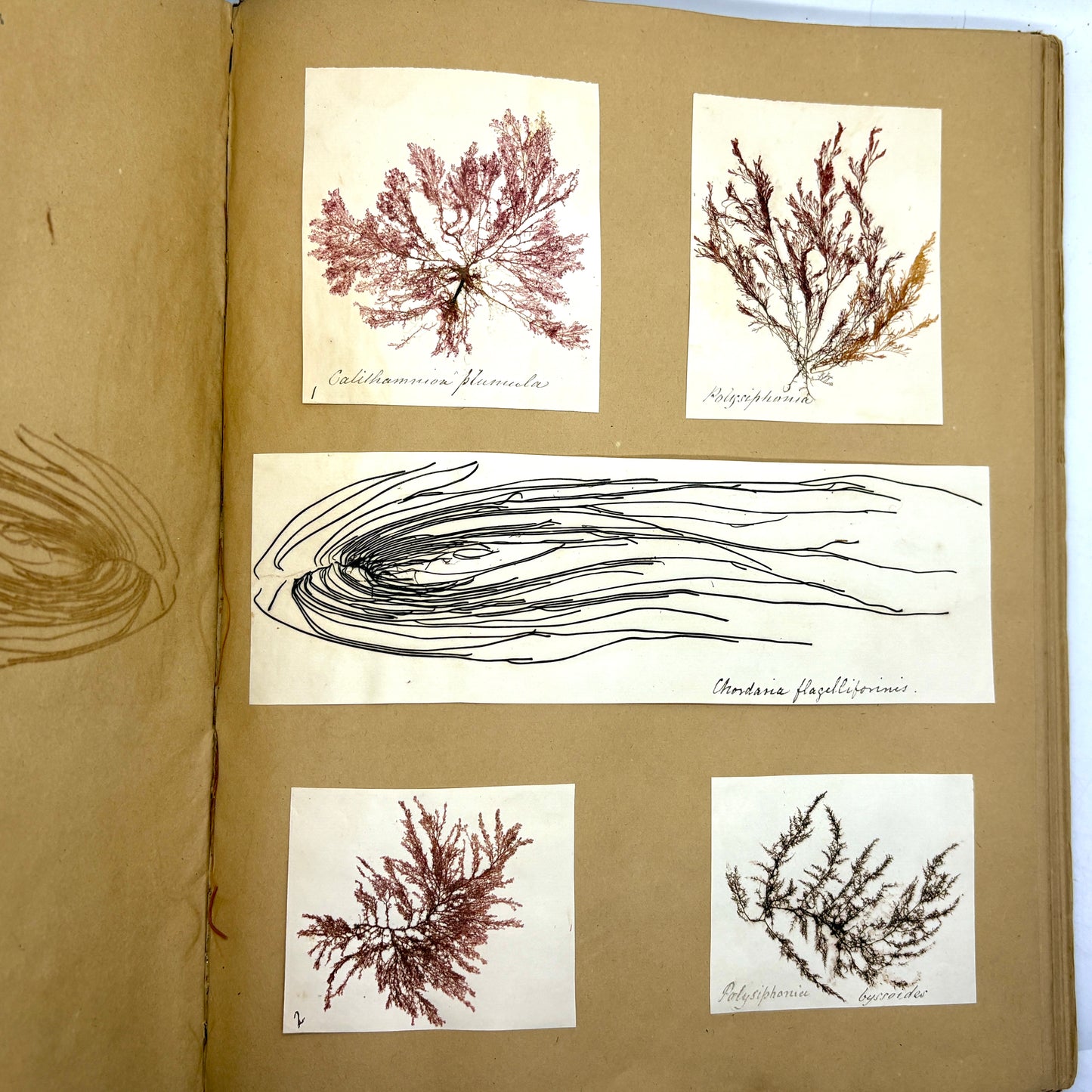 [ANONYMOUS] “Victorian Phycological Herbarium Album” [c.1853–1855] Seaweed