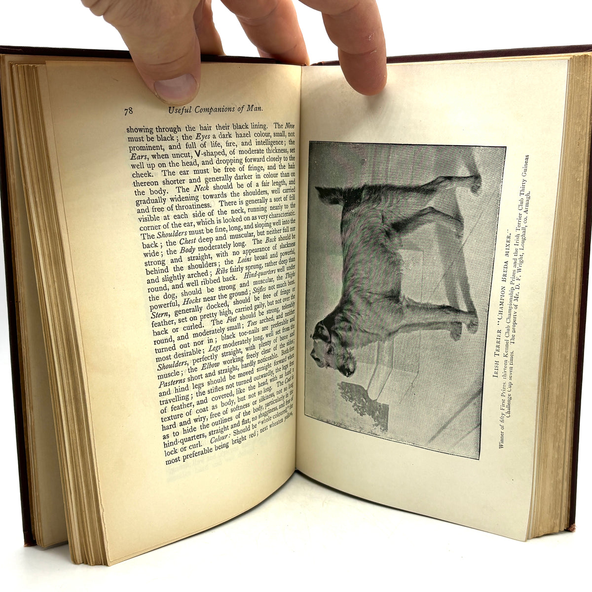 Stonehenge “The Dog” [Frederick Warne & Co., c1896] Revised Edition