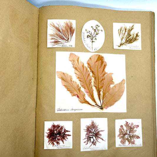 [ANONYMOUS] “Victorian Phycological Herbarium Album” [c.1853–1855] Seaweed