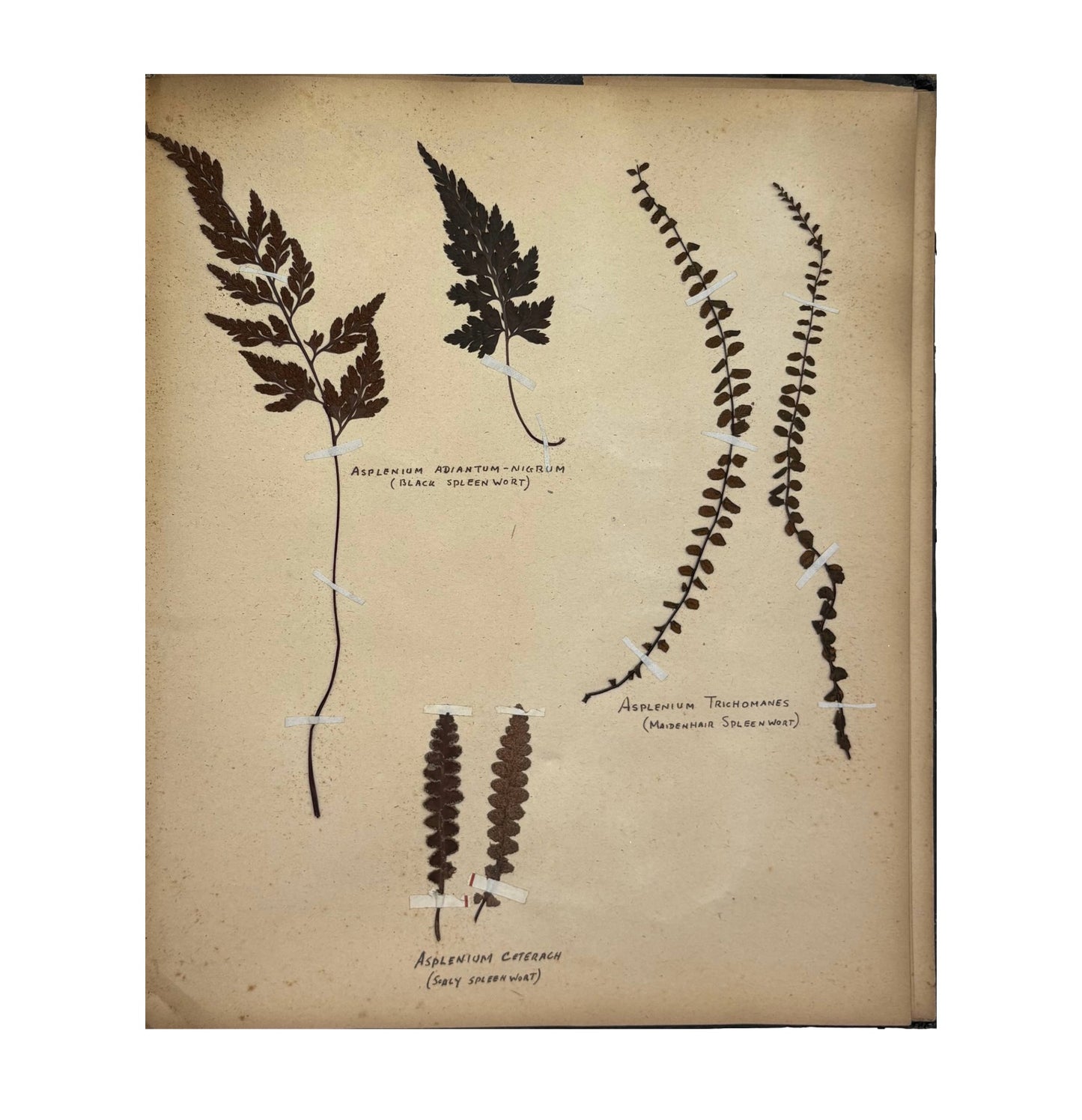 WESTCOTT, A.G.B. - Untitled Fern and Flower Herbarium [Self-published, 1929-1932]
