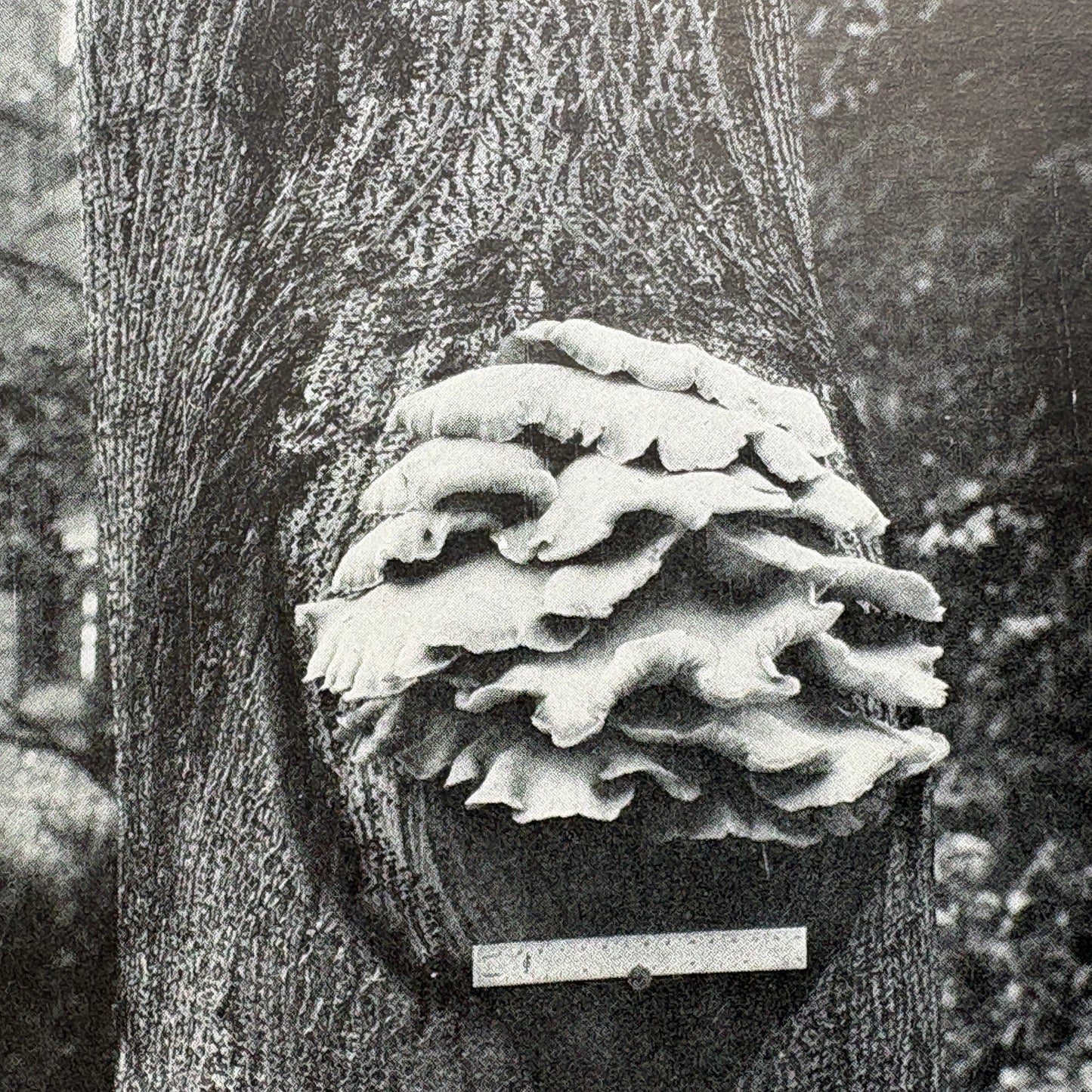 STYER, J. Franklin “Modern Mushroom Culture” [Edw. H. Jacob, Inc., 1933]