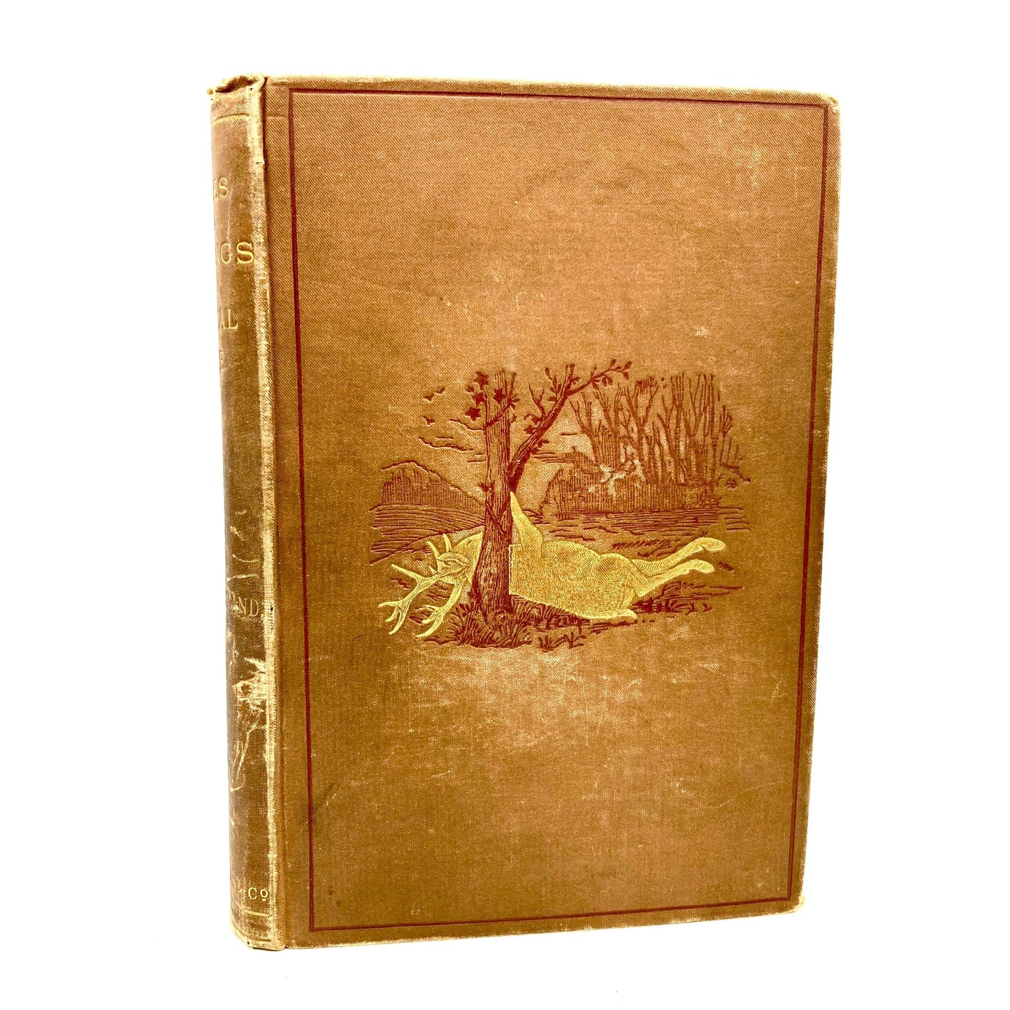 BUCKLAND, Frank "Notes and Jottings from Animal Life" [Frederick Warne, 1890] - Buzz Bookstore