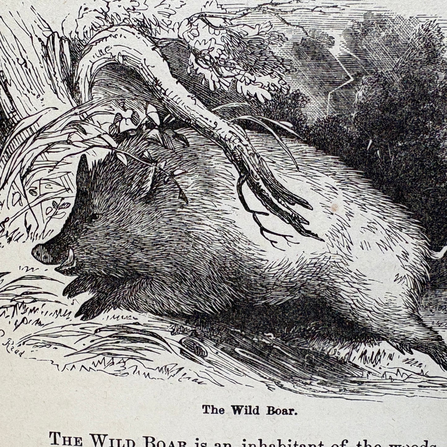 WOOD, Rev. J.G. "Illustrated Natural History" [Crawford & Co, 1883]