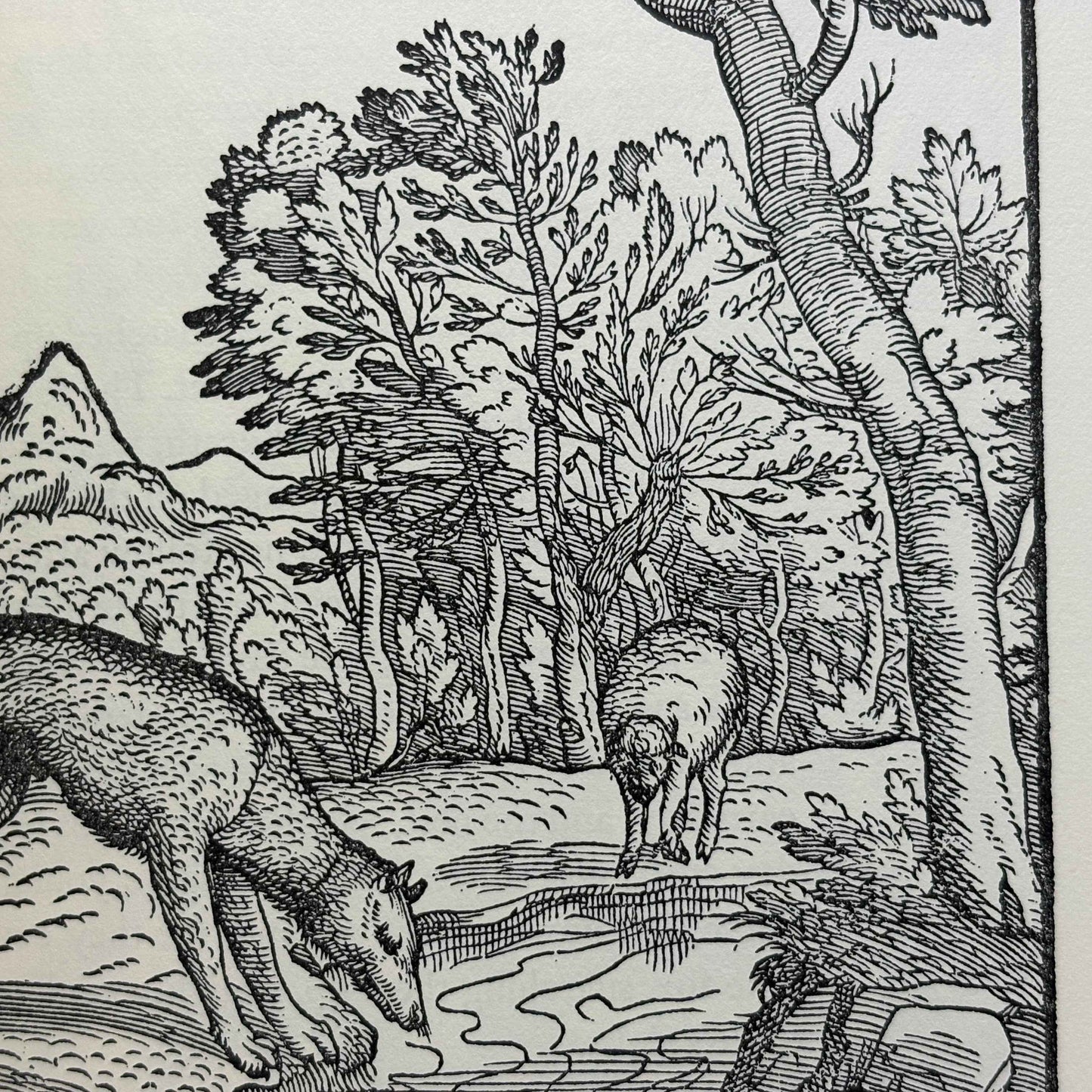 AESOP “Five Centuries of Illustrated Fables” [The Metropolitan Museum of Art, 1964]