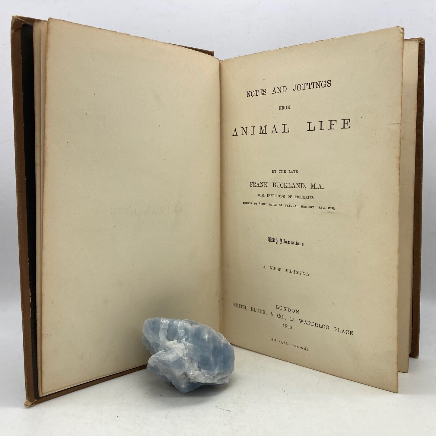 BUCKLAND, Frank "Notes and Jottings from Animal Life" [Frederick Warne, 1890] - Buzz Bookstore