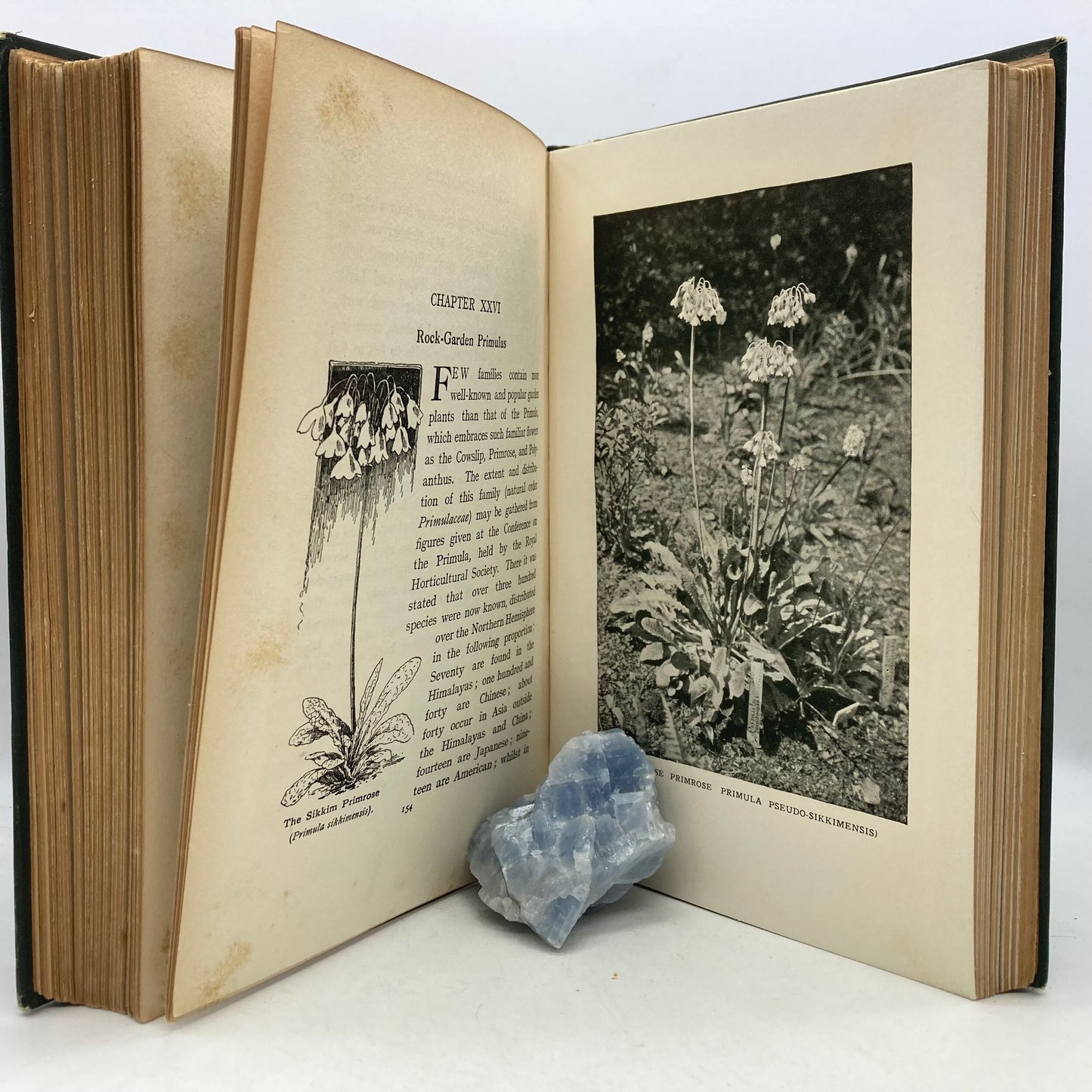 THOMAS, H.H. "Rock Gardening for Amateurs" [Cassell, 1914] - Buzz Bookstore