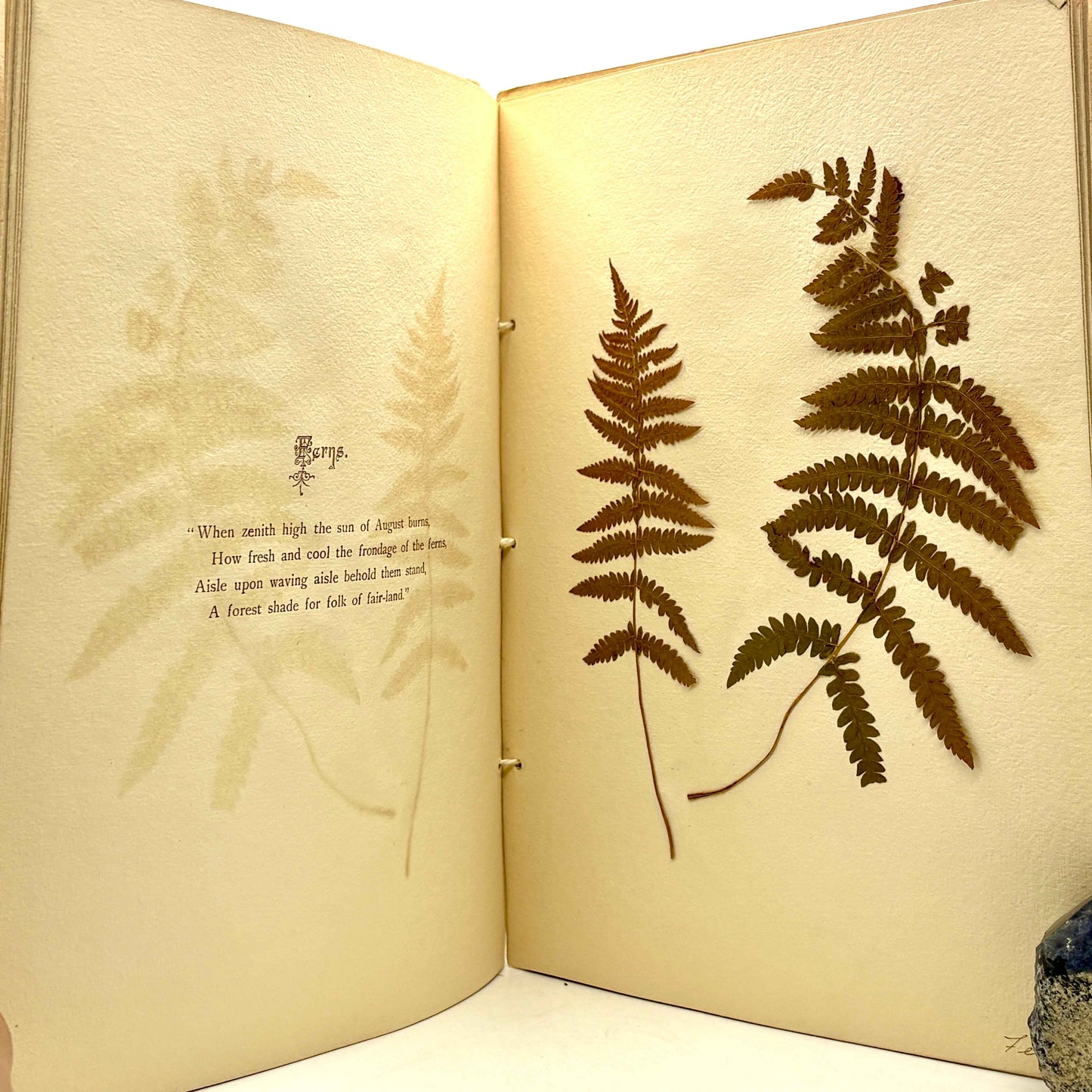 PRICE, Ruth A. "Nebraska Wild Flowers" [Fairbury, NE, 1898] Herbarium