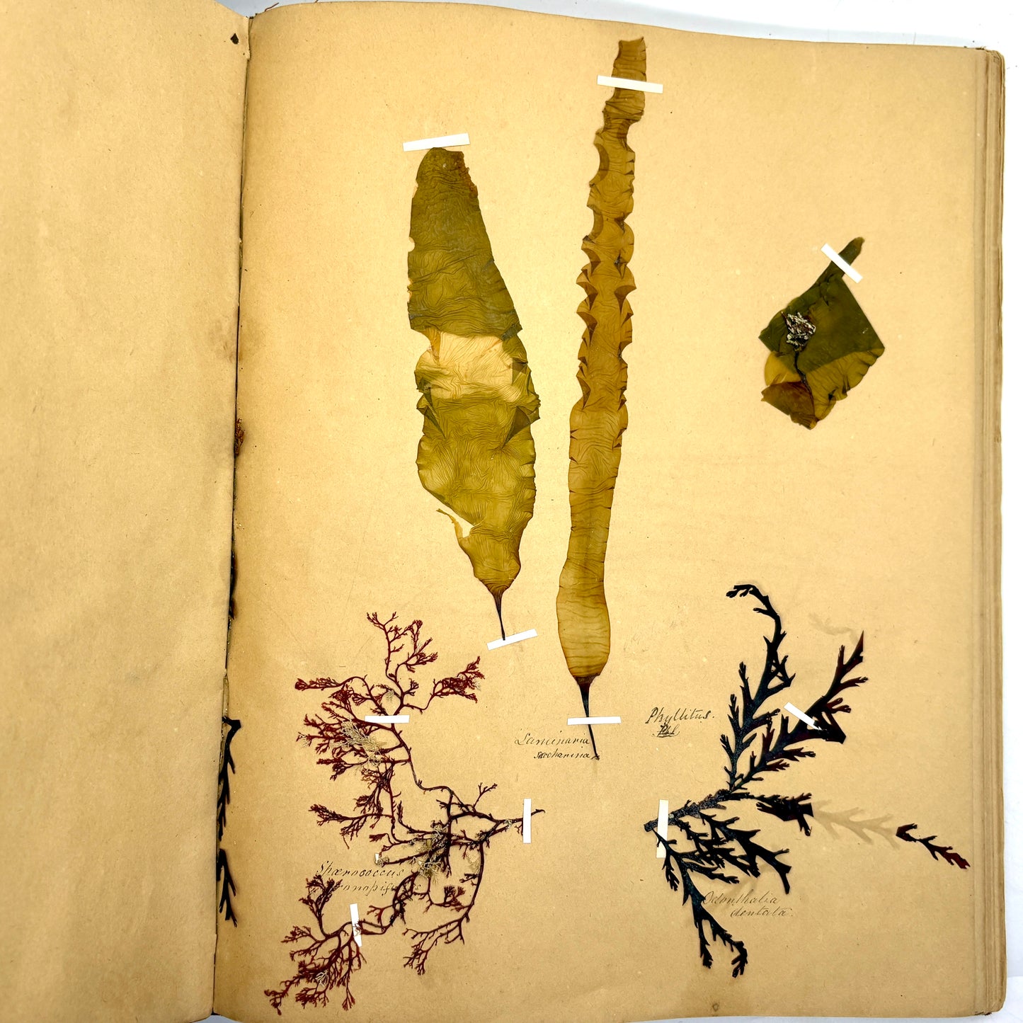 [ANONYMOUS] “Victorian Phycological Herbarium Album” [c.1853–1855] Seaweed