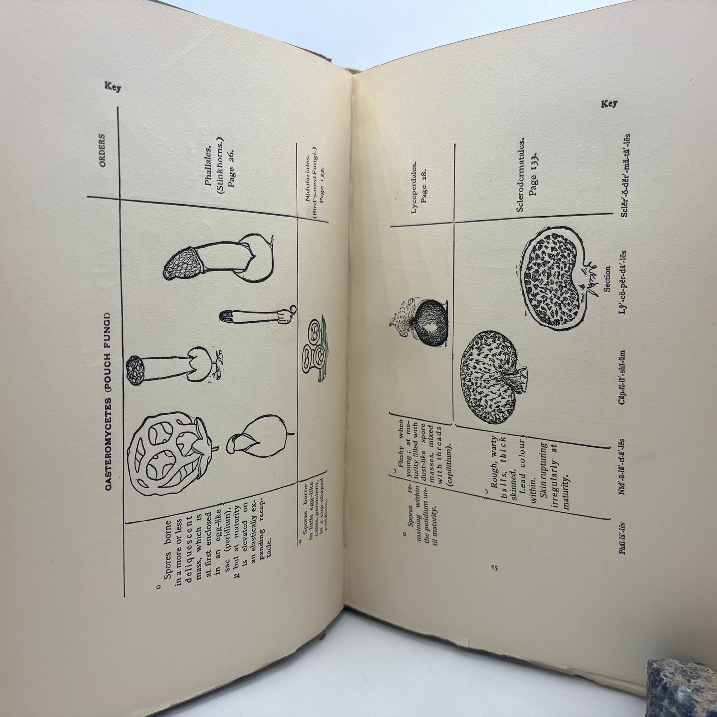 MARSHALL, Nina L. "The Mushroom Book" [Doubleday, Page & Co, 1903]