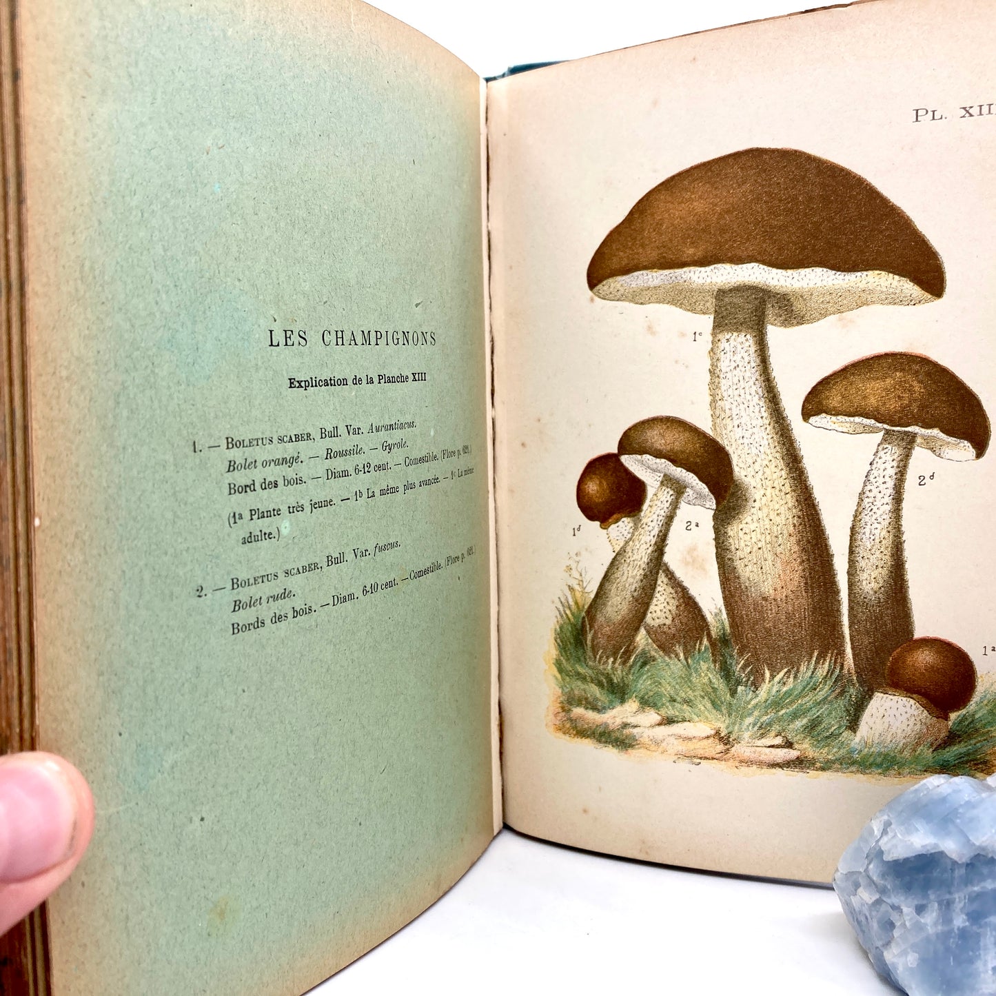 MOYEN, J. "Les Champignons, Traité Élémentaire de Mycologie" [J. Rothschild, n.d./c1888]