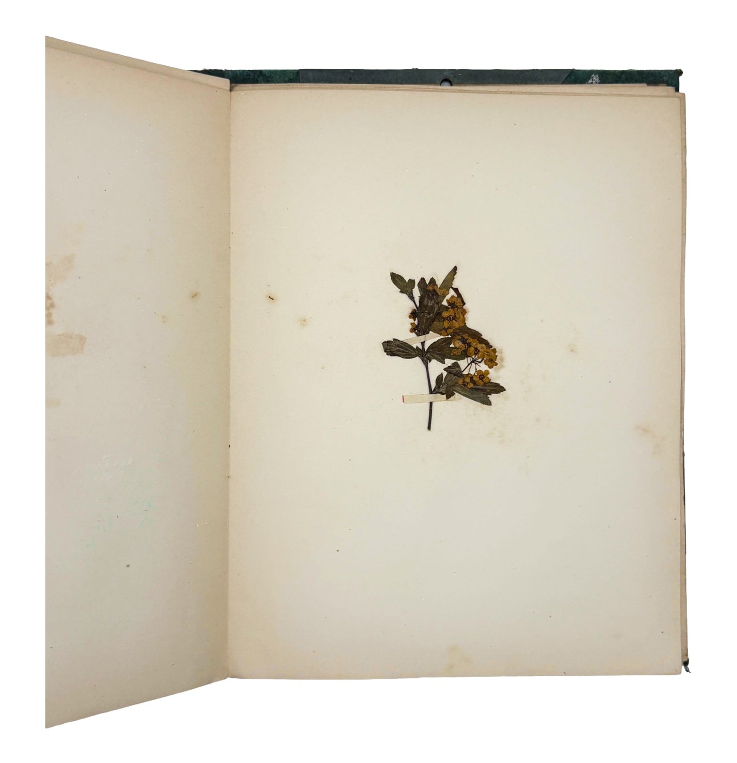 JOHNSON, Andrew Leonidus "Herbarium and Plant Description" [Allyn and Bacon, 1895]