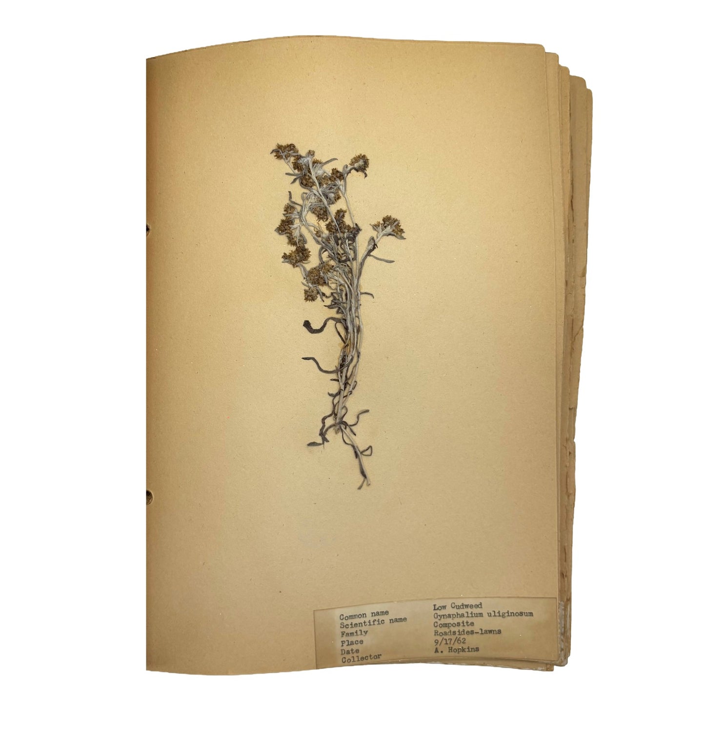 HOPKINS, Arlene "Common Wild Flowers and Weeds" [Handmade, 1962]