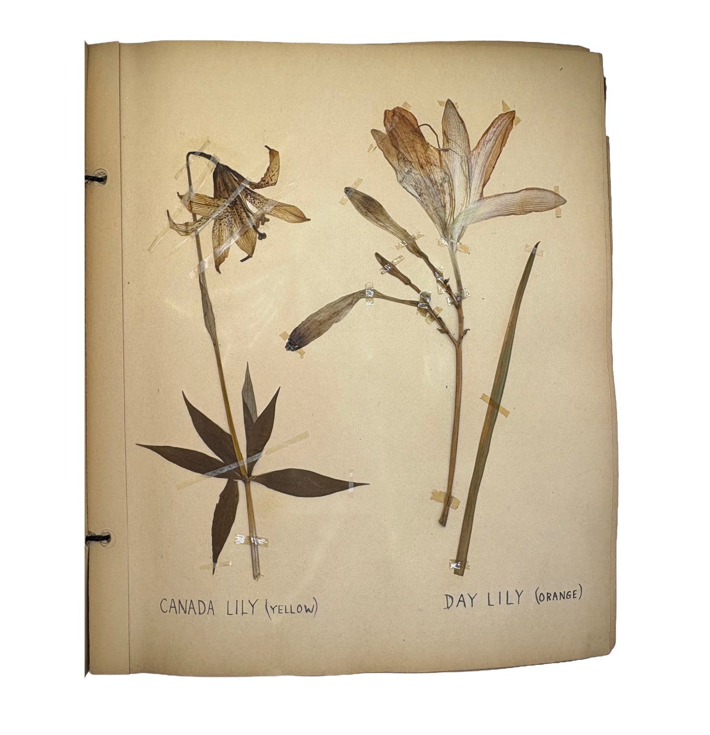 BISHOP, Jane "Wild Flowers Found Within 80 Miles of Montreal" [Self-published, 1940]